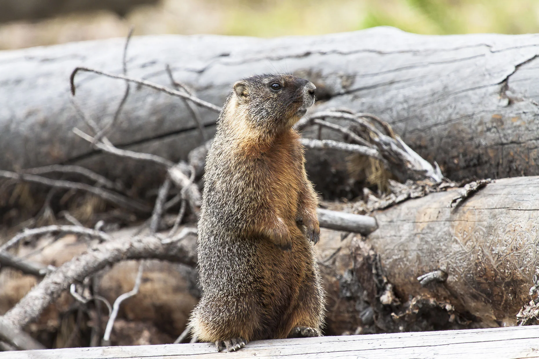 Milly the Marmot Fine Art Framed $475