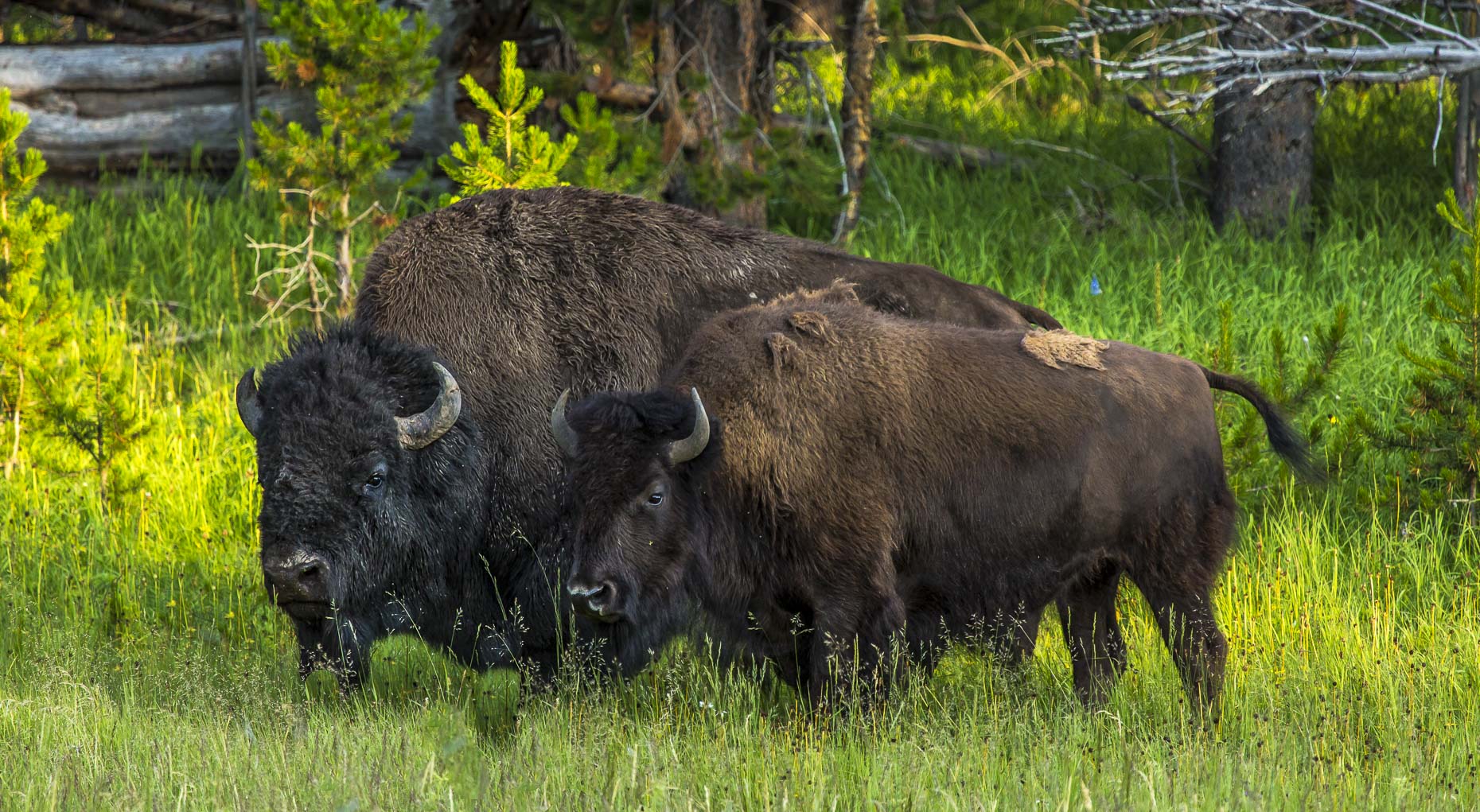 Happy Bison Couple Fine Art Framed $475