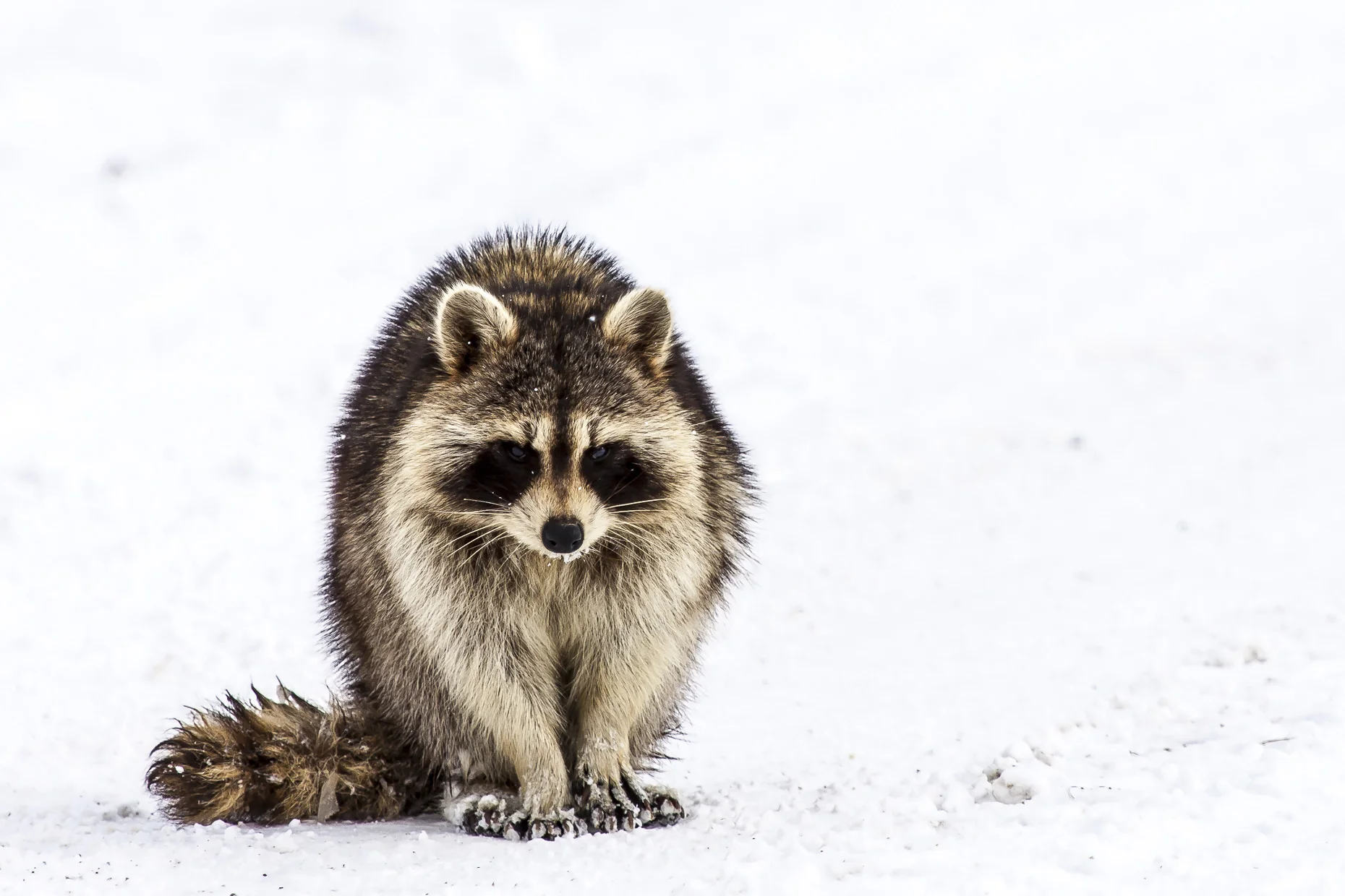 Cold Raccoon Fine Art Framed $475