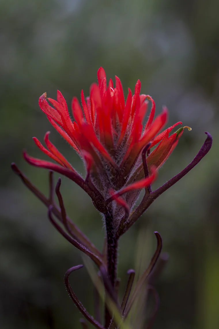 Indian Paintbrush Fine Art Framed $475