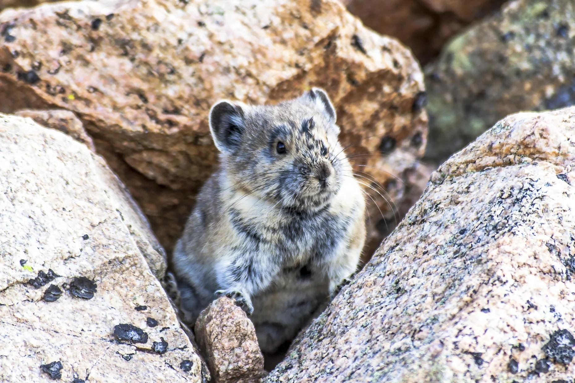 The American Pika Fine Art Framed $475
