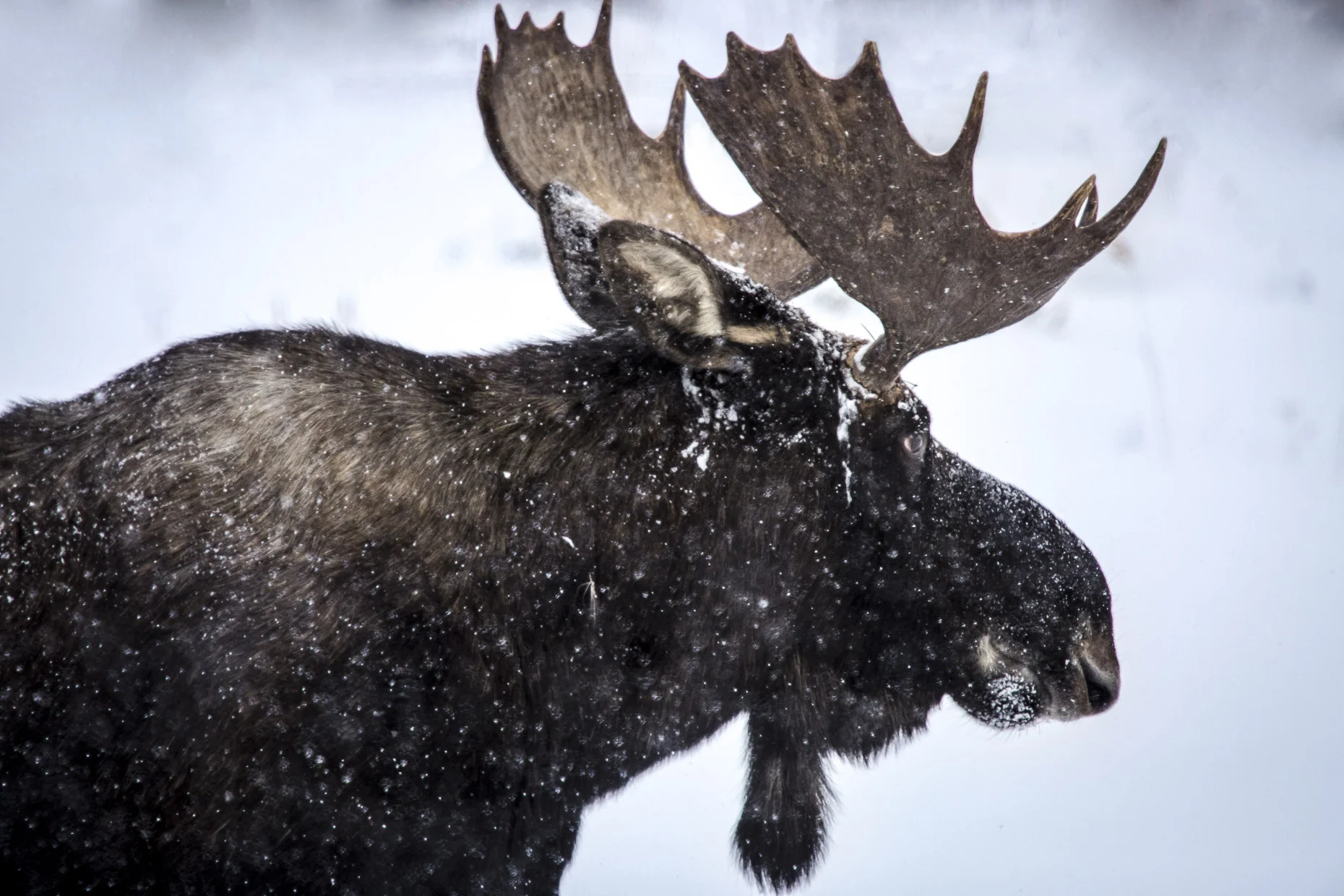 Snowy Moose Fine Art Framed $475