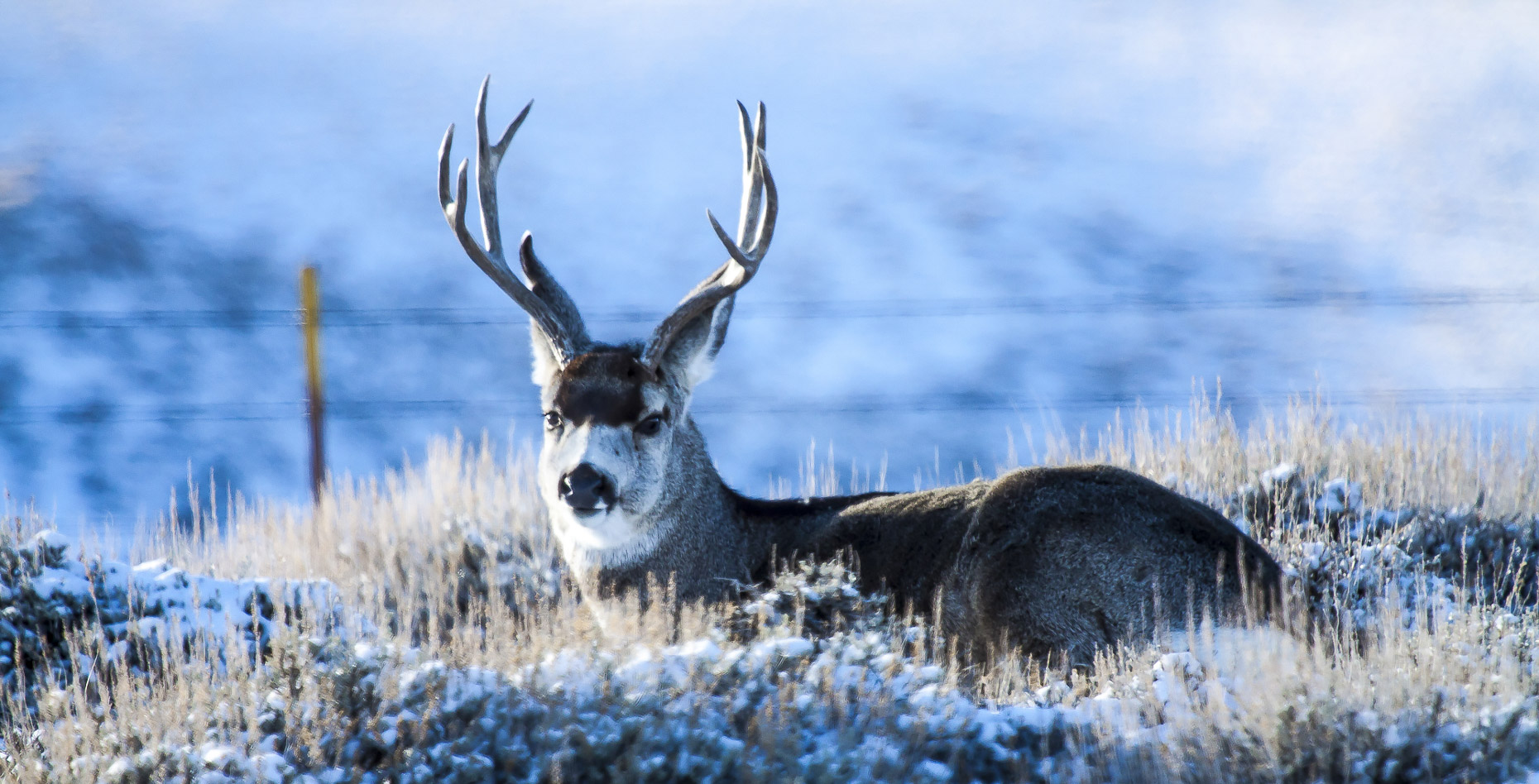 Cold Morning Buck Fine Art framed $475