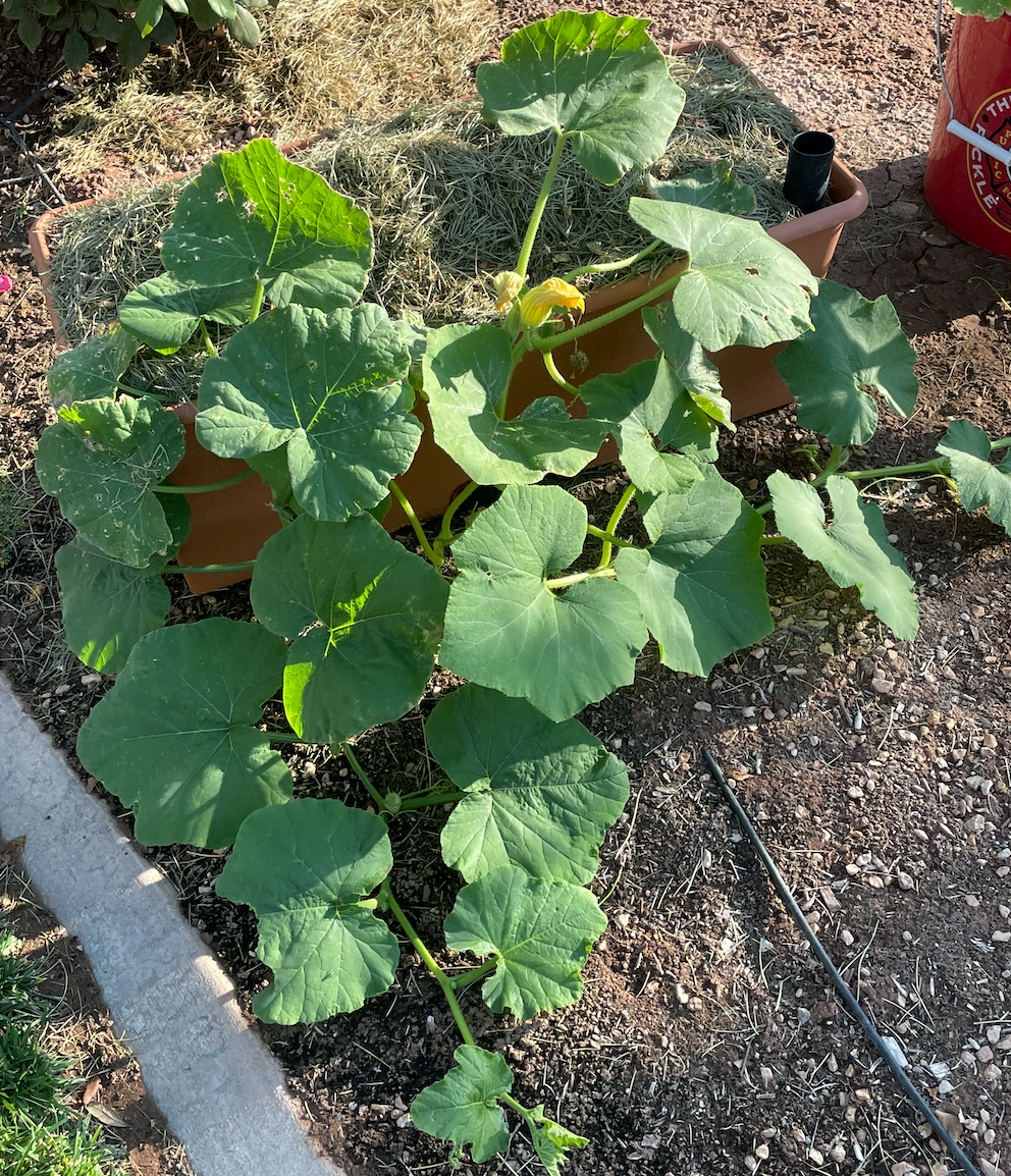 Episode 442-Growing &amp; Cooking Winter Squash