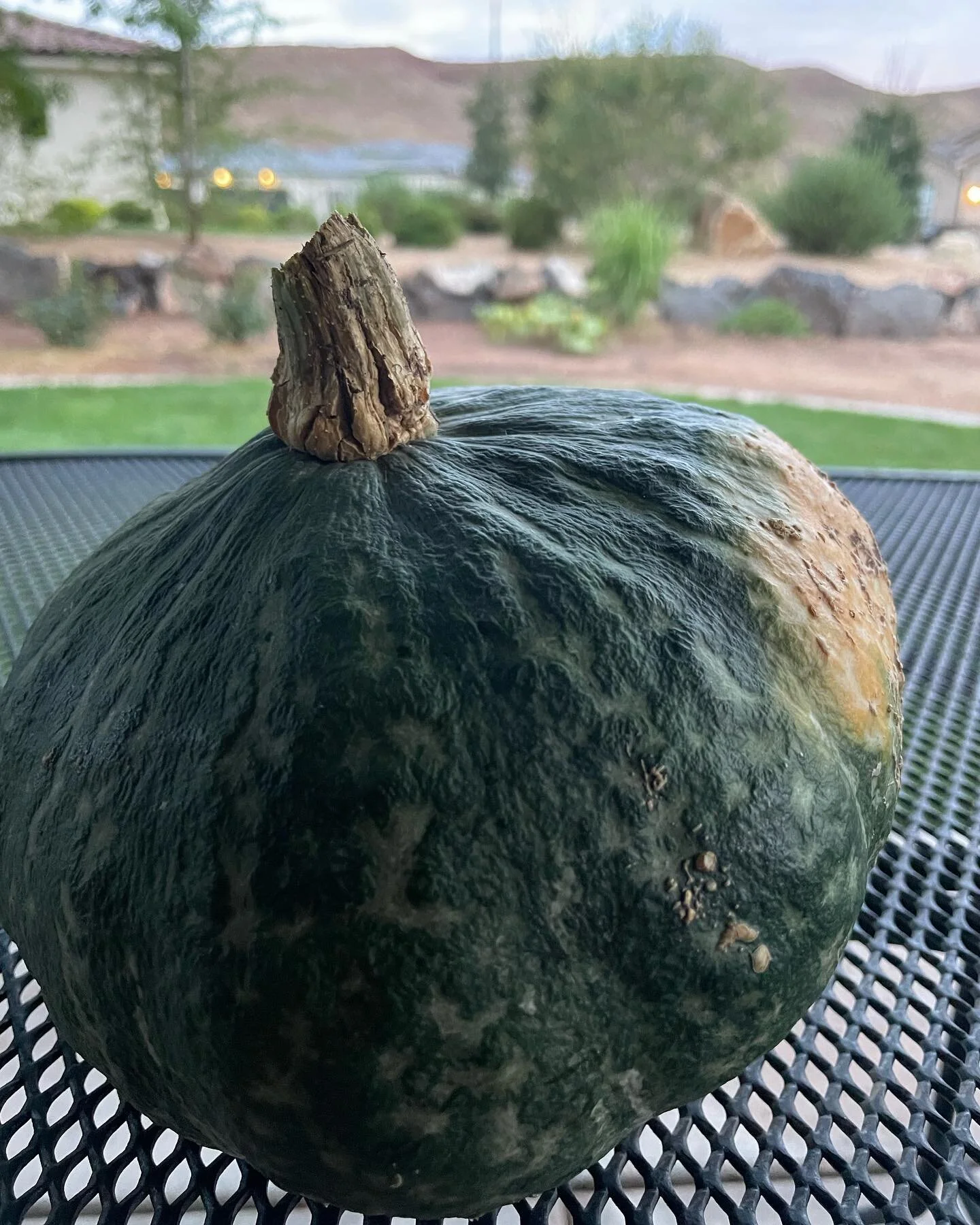 I grew this winter squash in the desert, sadly it&rsquo;s the only one I had, plenty of bumble bees pollinating but only male flowers so no fruit. Eager to taste this squash however.. recipe ideas?? 😉 #gardening #garden #flowers #plants #nature #gar