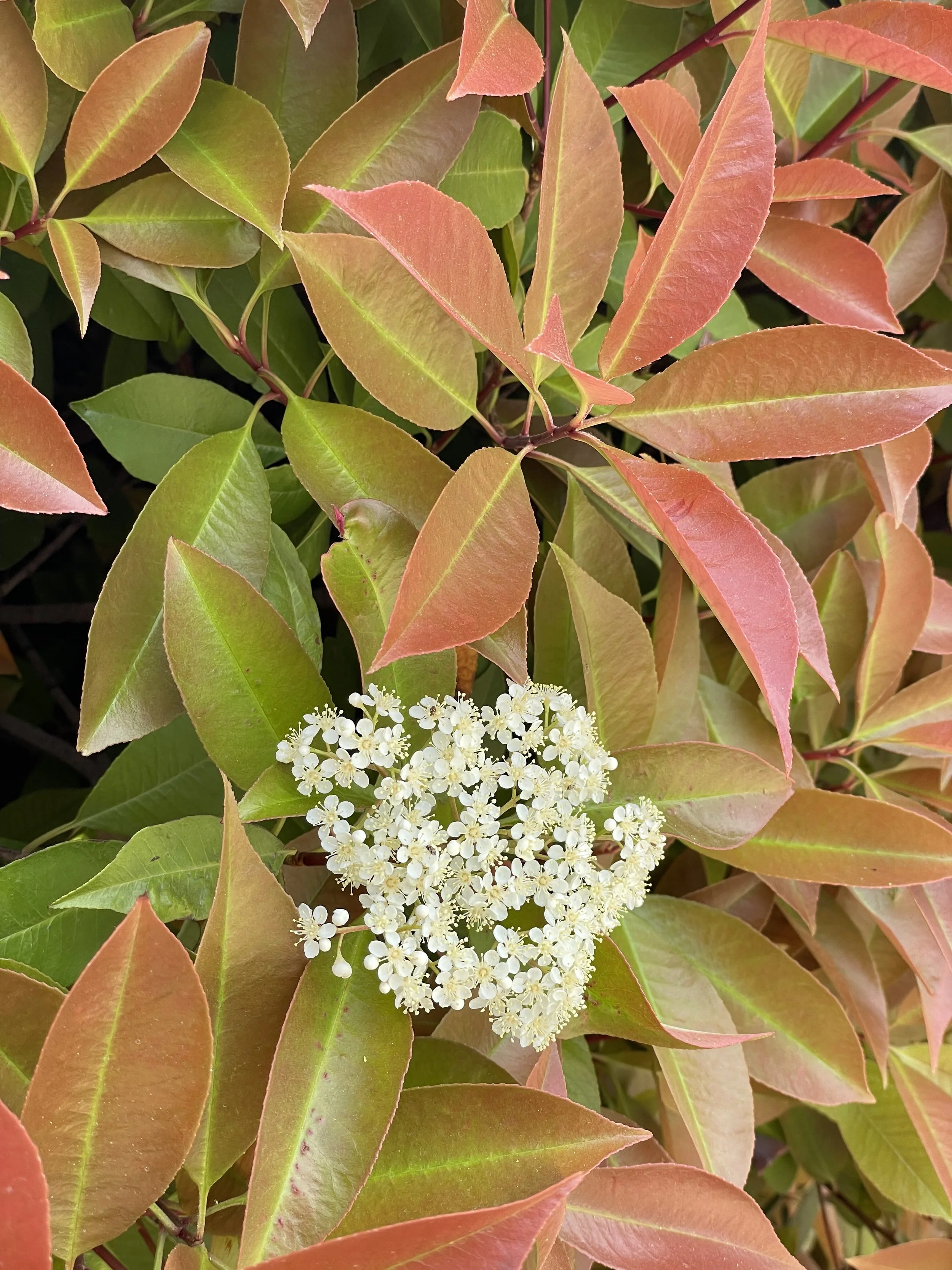 499-Perennial Plants, Shrubs and Permaculture-What I wish I knew Earlier