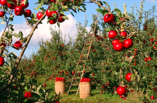 509-Trees & Bushes Should Be The First Thing Planted On Your Homestead