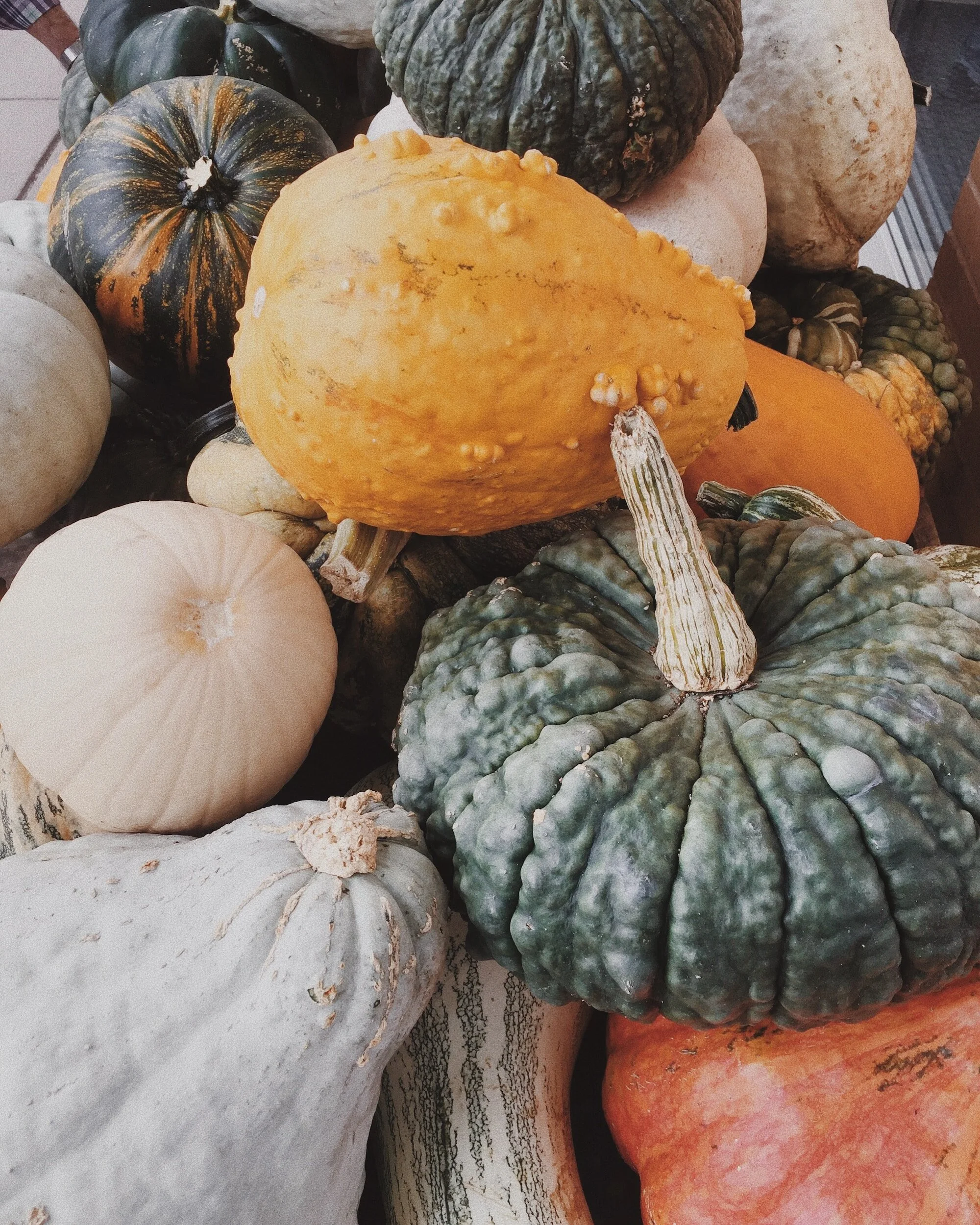515-Finding, Storing and Cooking With Winter Squash