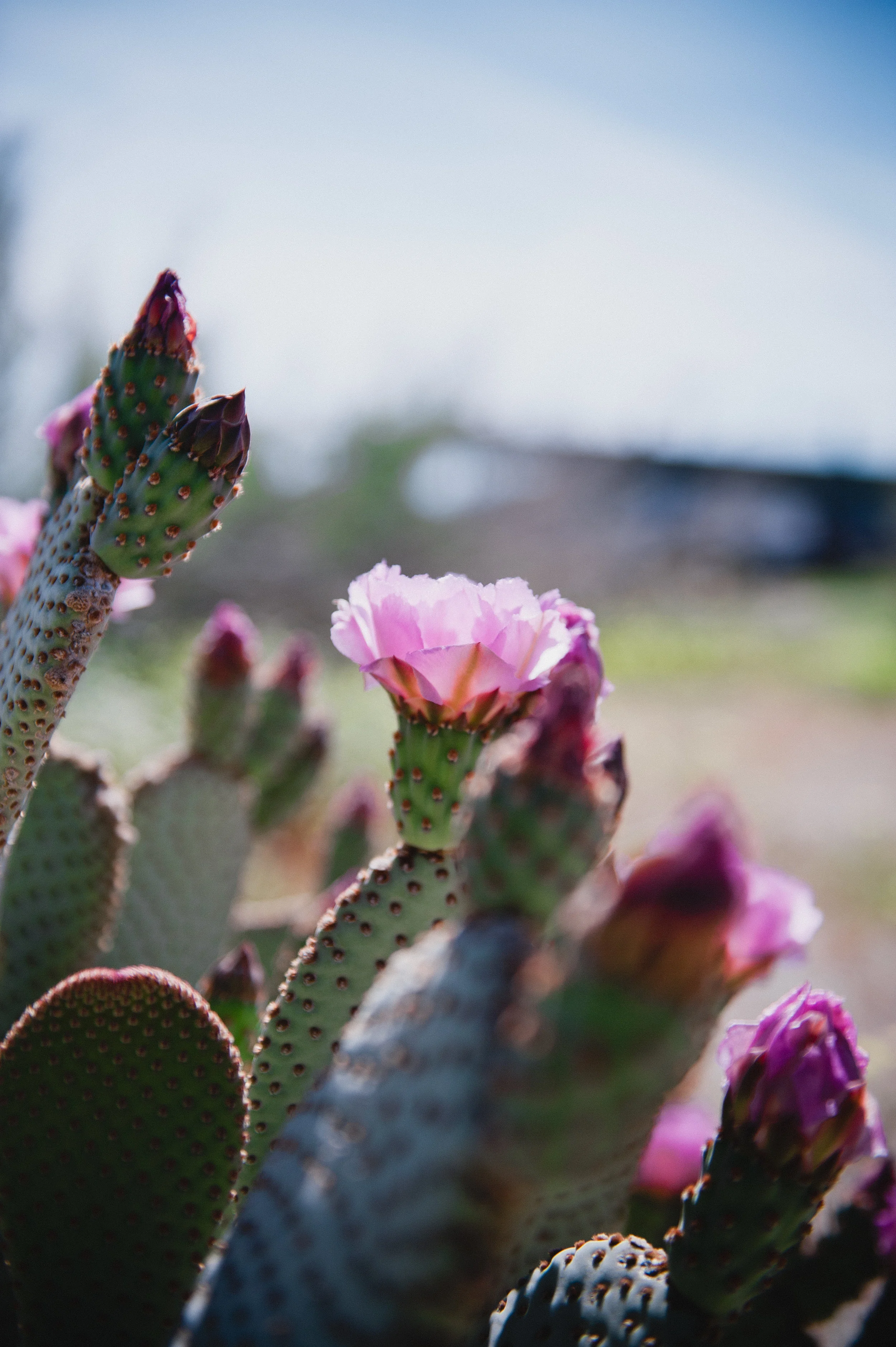 SuperBloomSelects-1.jpg