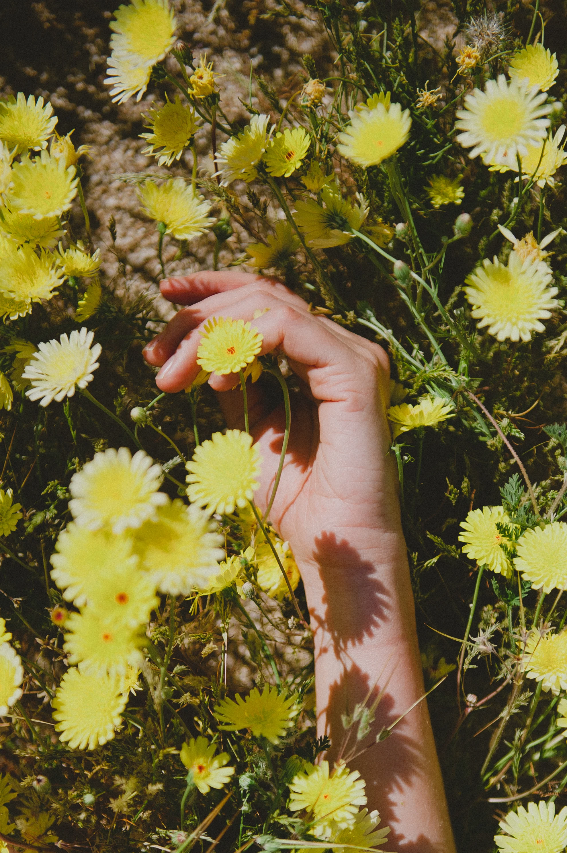 SuperBloomSelects-12.jpg