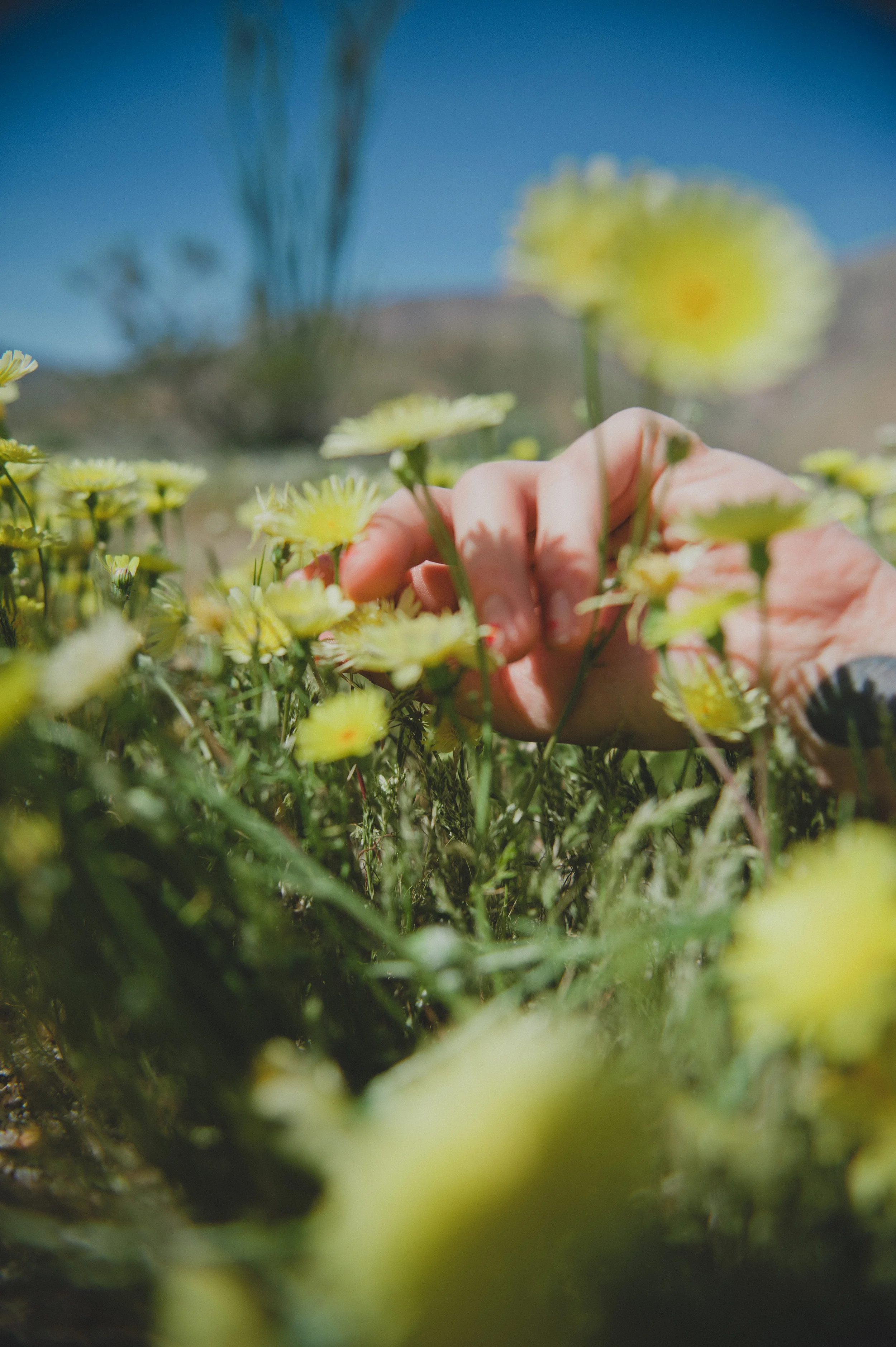 SuperBloomSelects-38.jpg