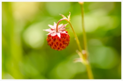  Wild strawberry