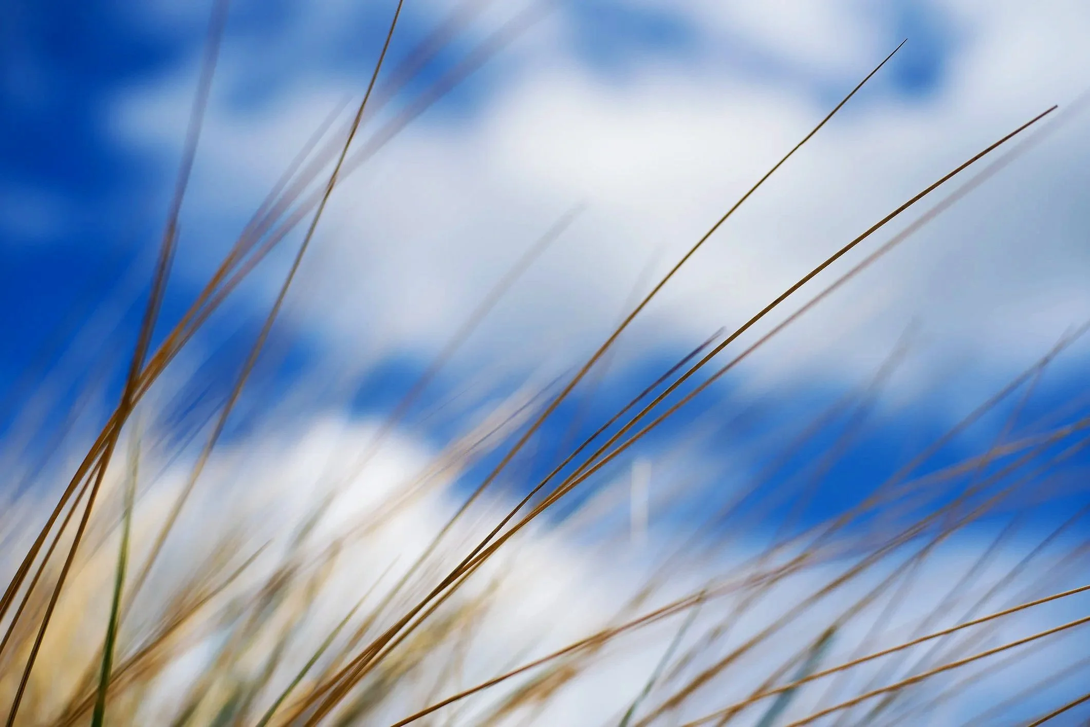 iStock-2269925829.jpg