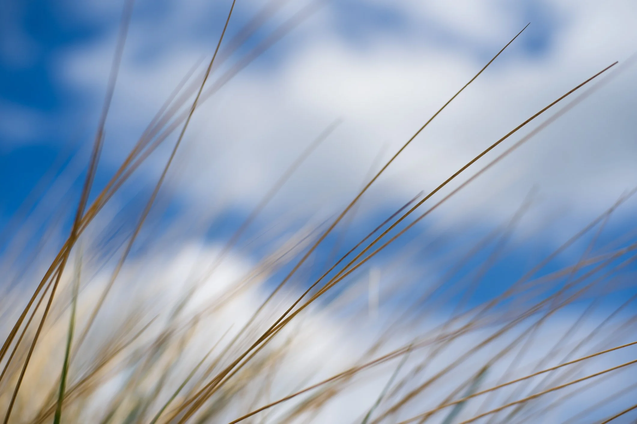 iStock-2269925829.jpg