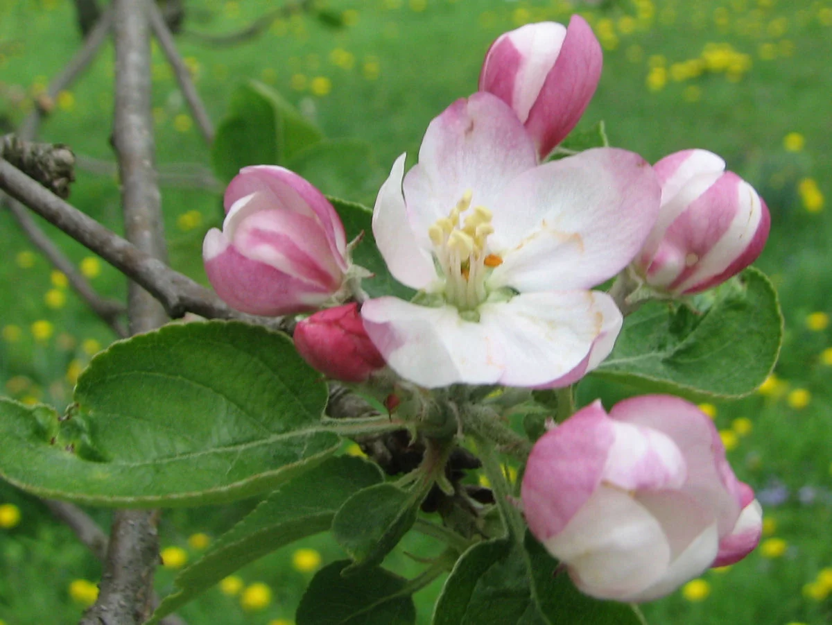 apple_blossom_precocious.jpg