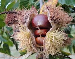 chestnutbur.jpeg