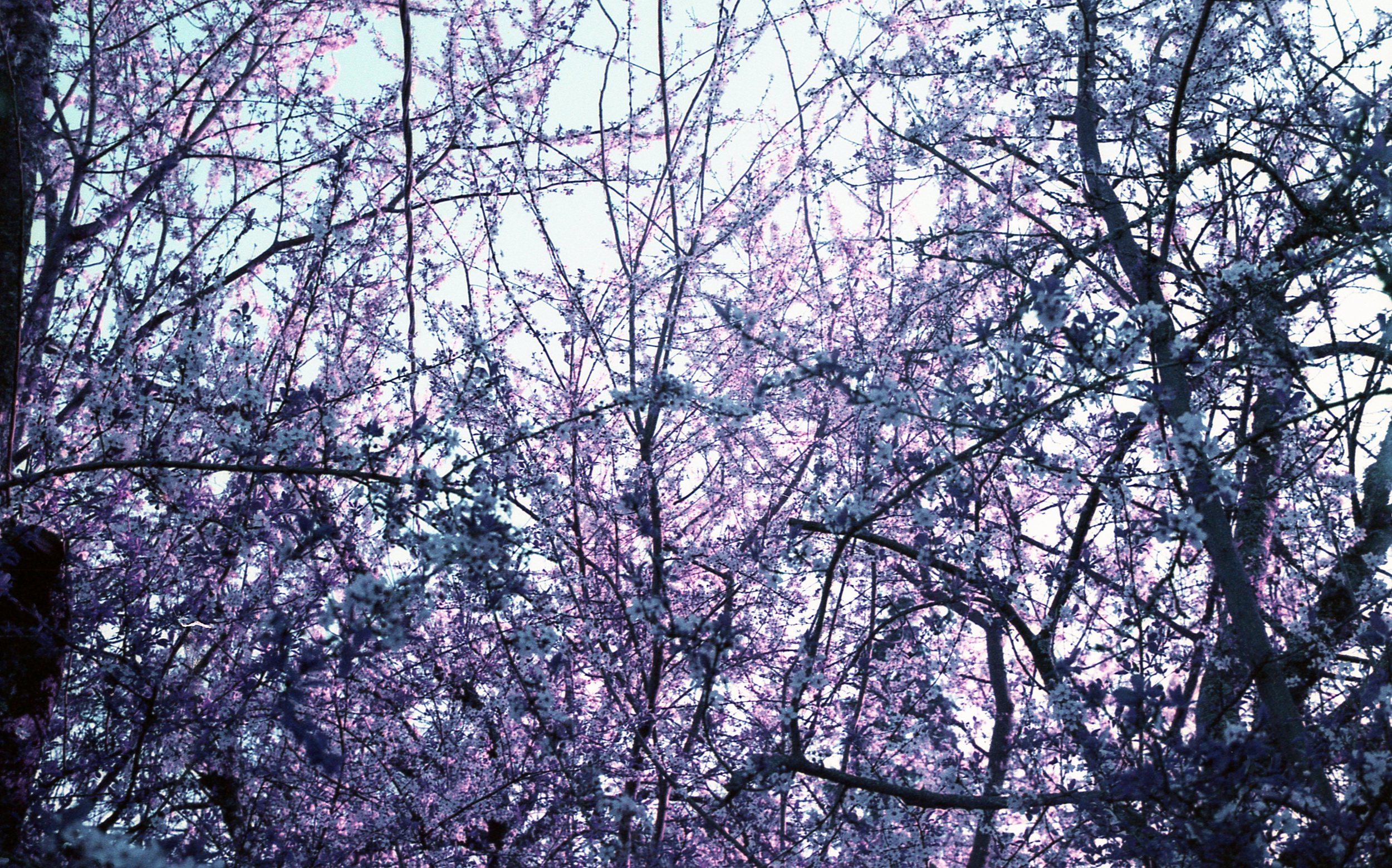 lomopurple206.jpg