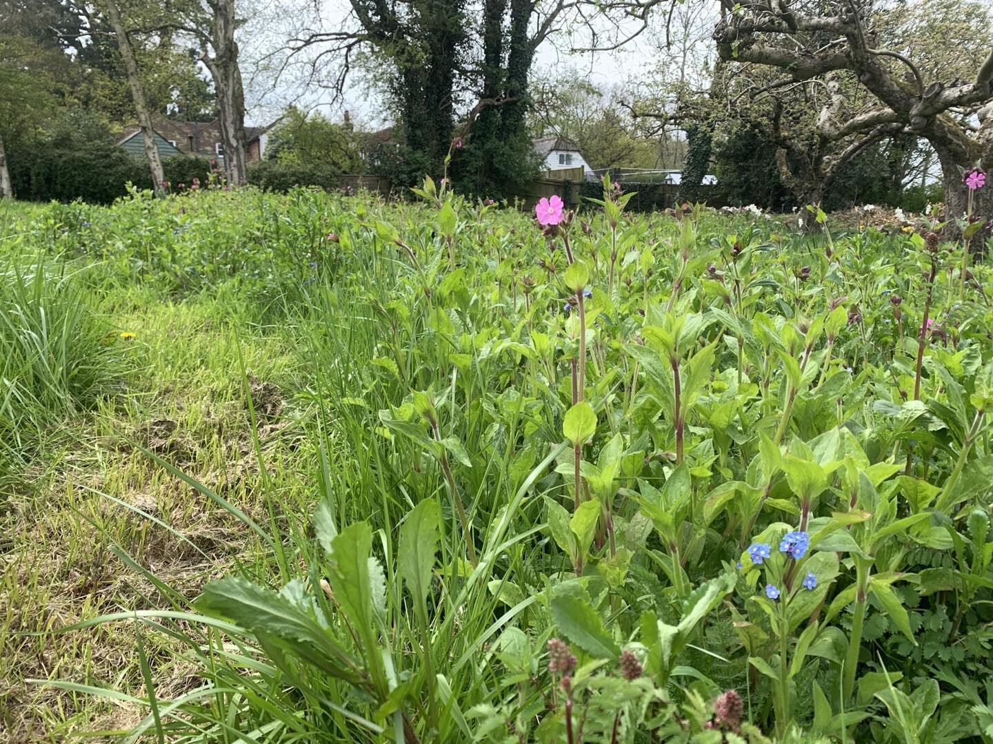 But the wild (ish) flower meadow is now a year old and looking very healthy and lush #wildflowers #wildflowermeadow #gardening