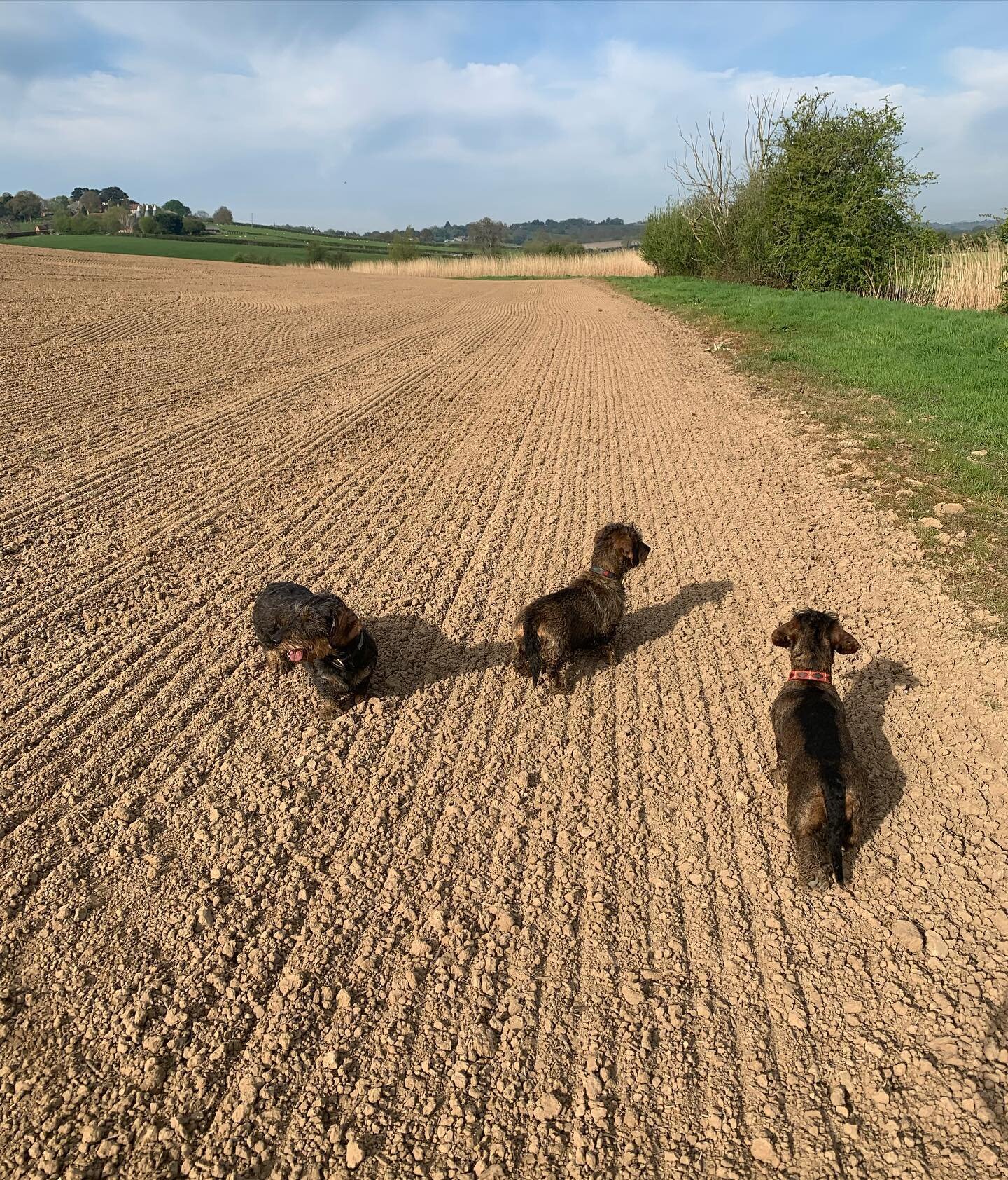 No wellies need today, just trainers to keep up with the naughty teckels