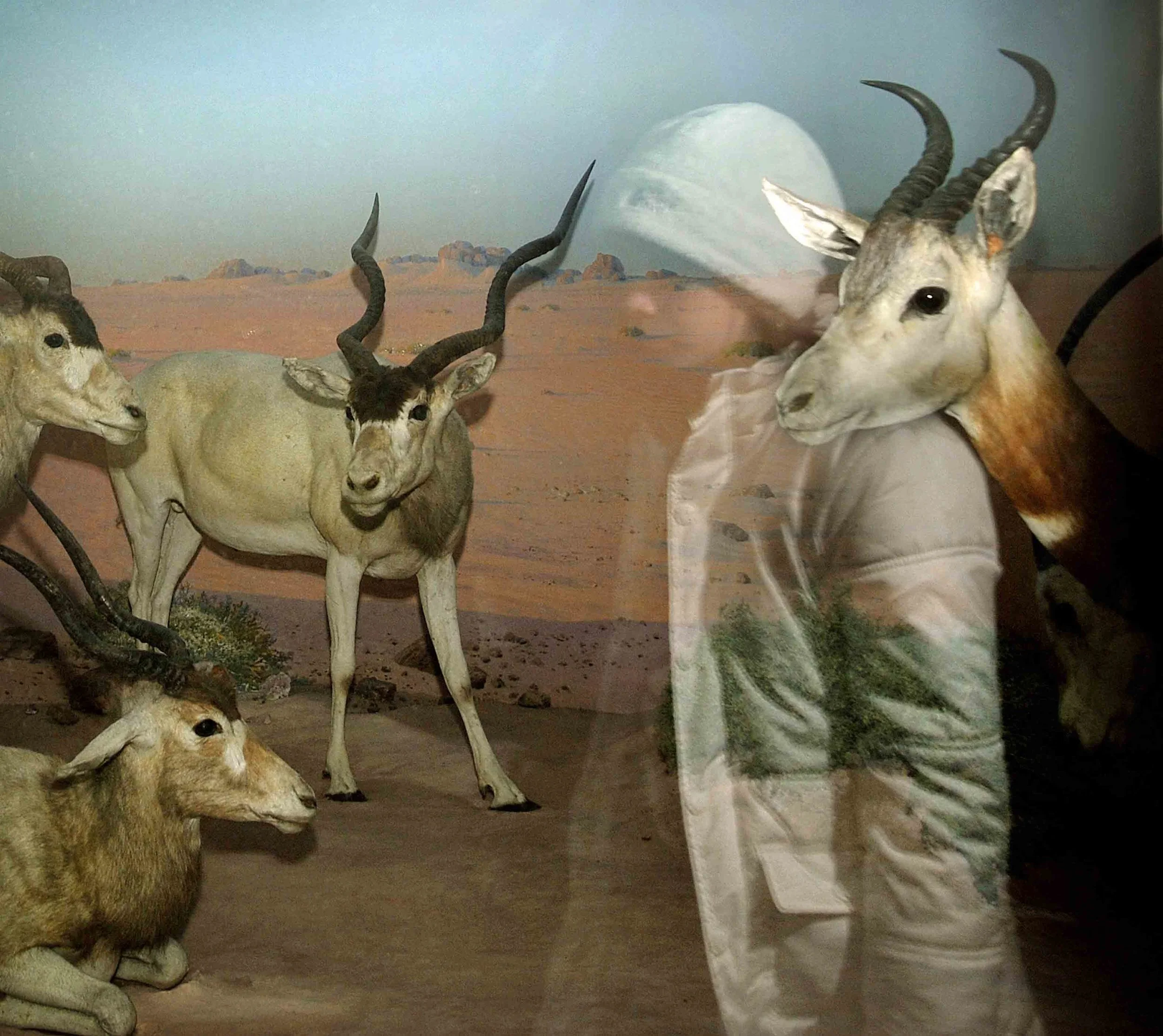 Horns