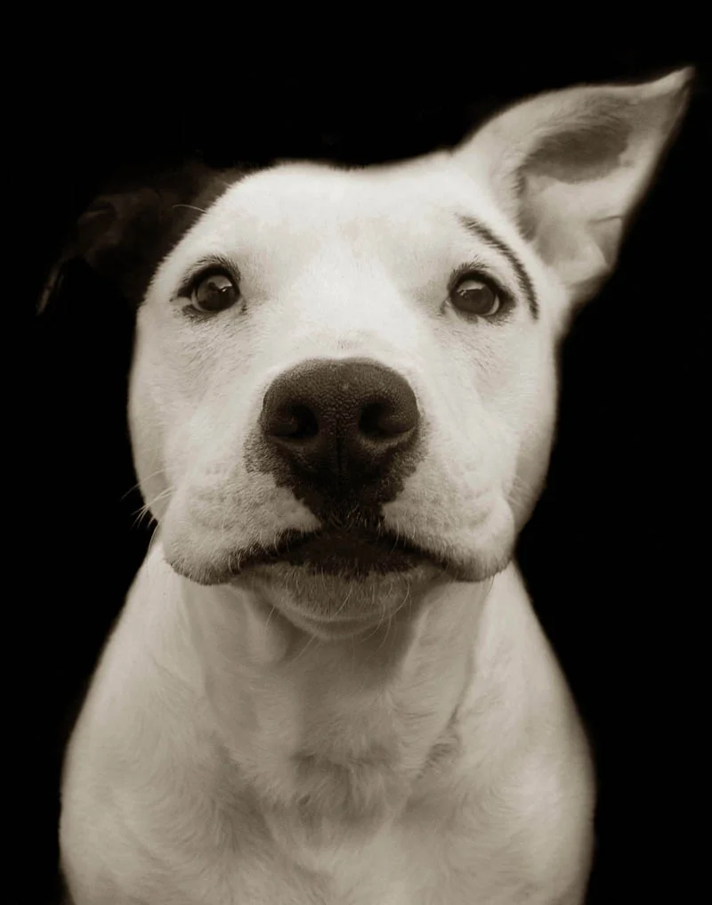 Petey