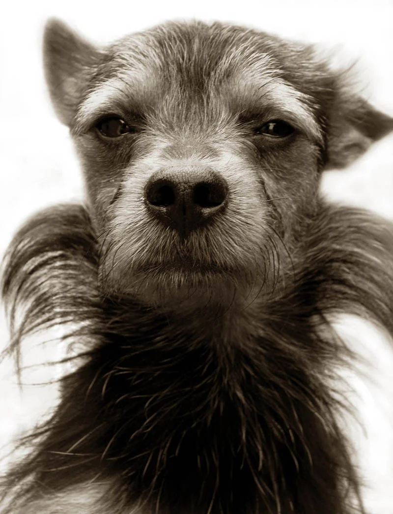 Terrier