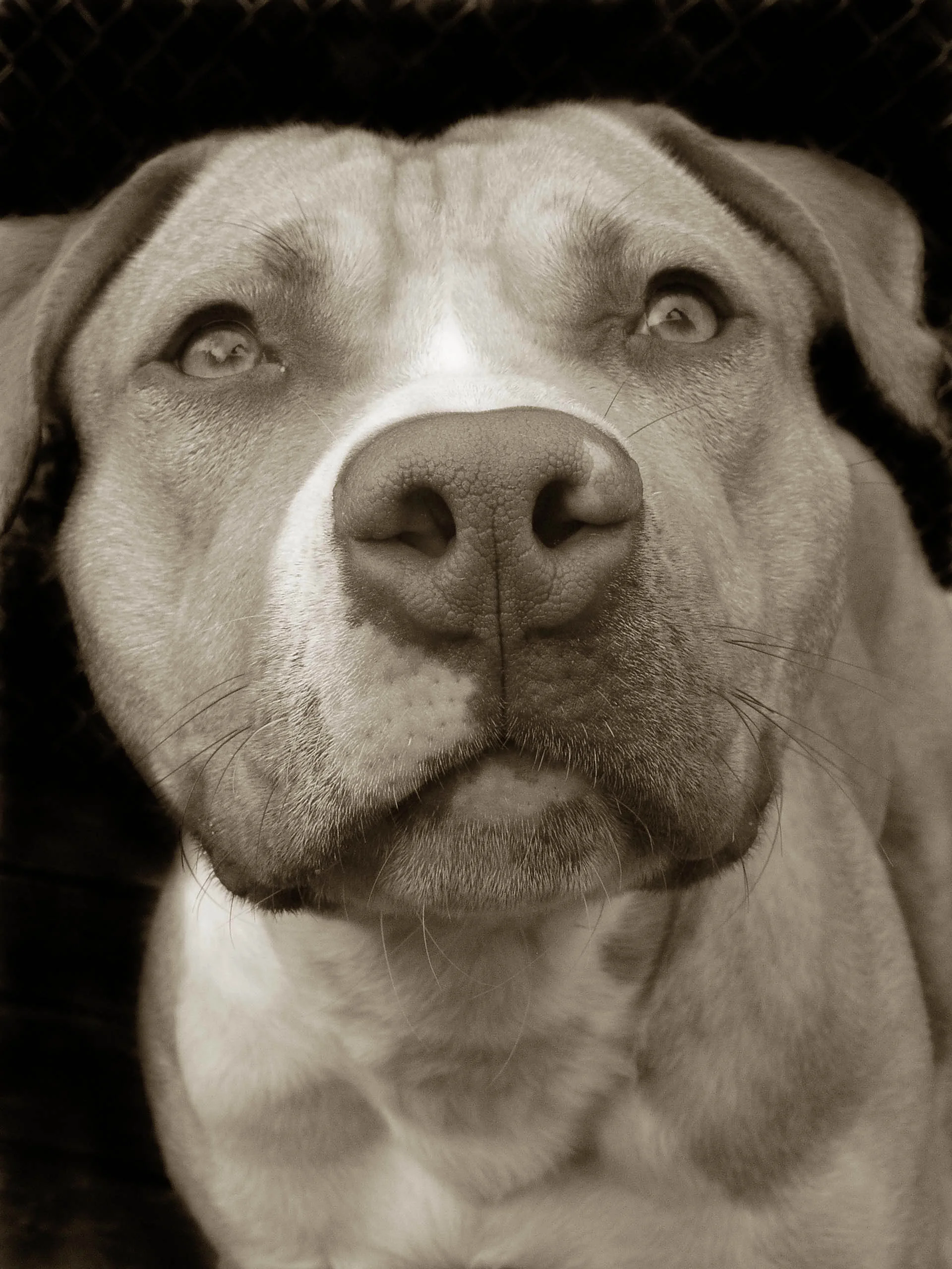 Spanky