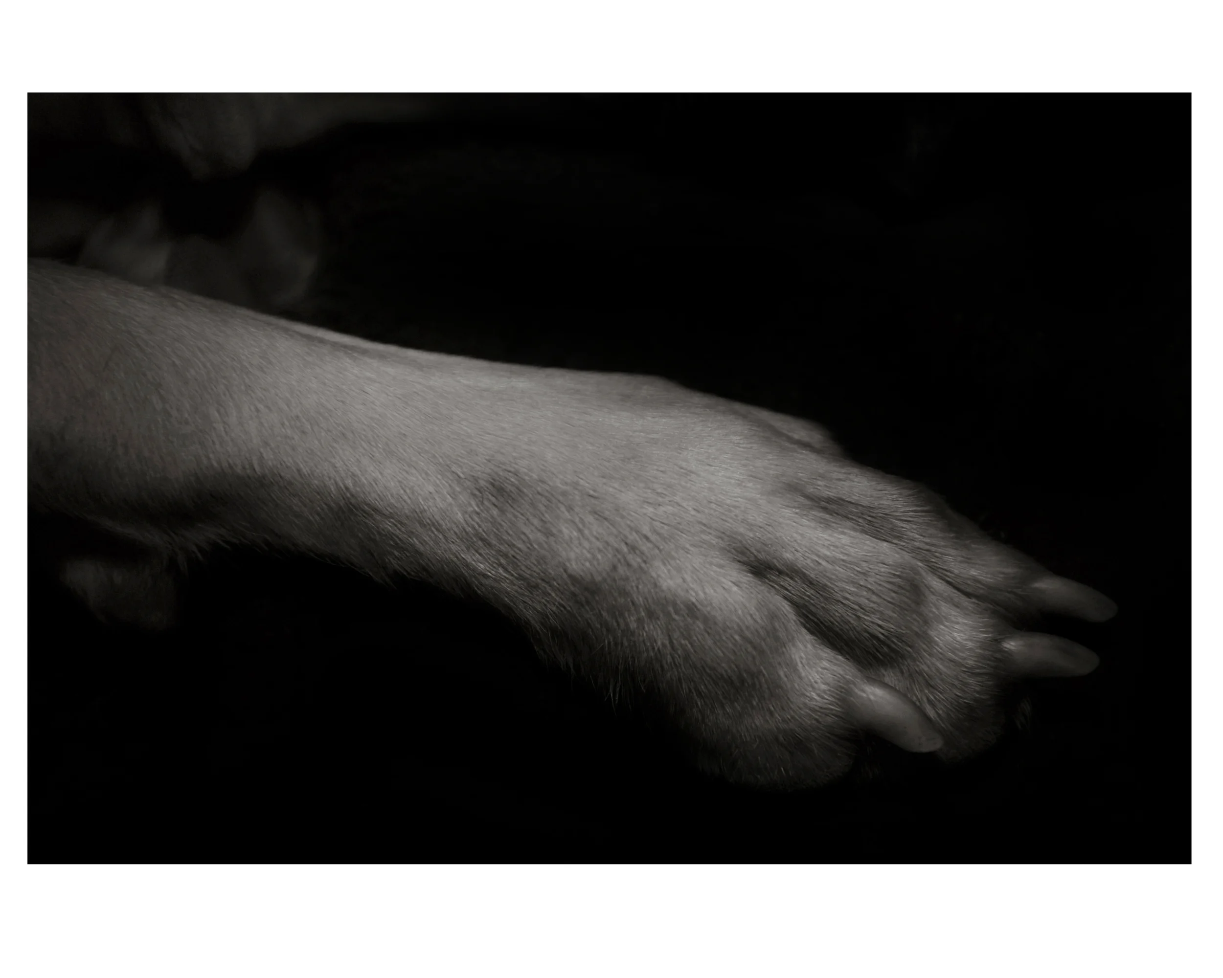Paw