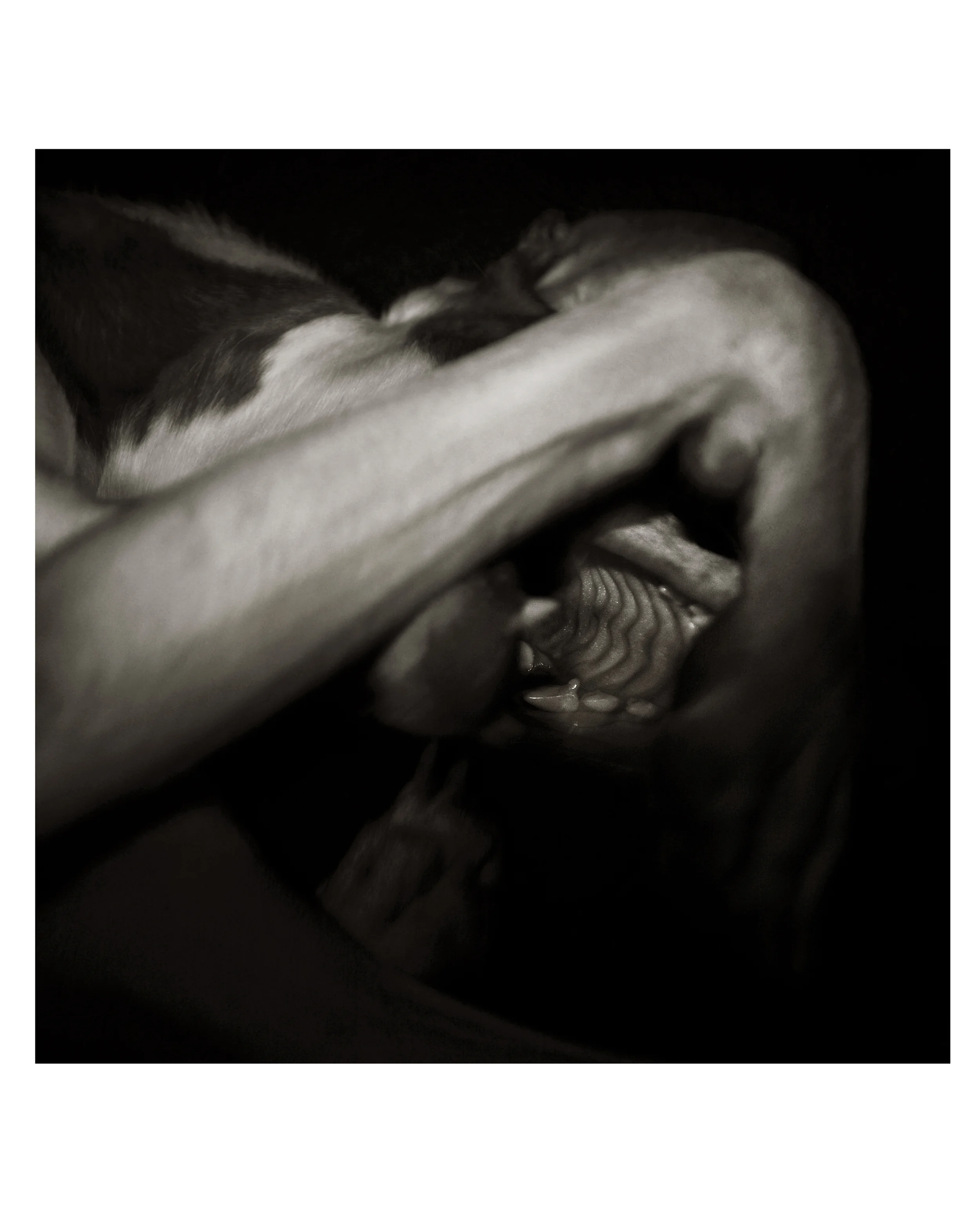 Teeth