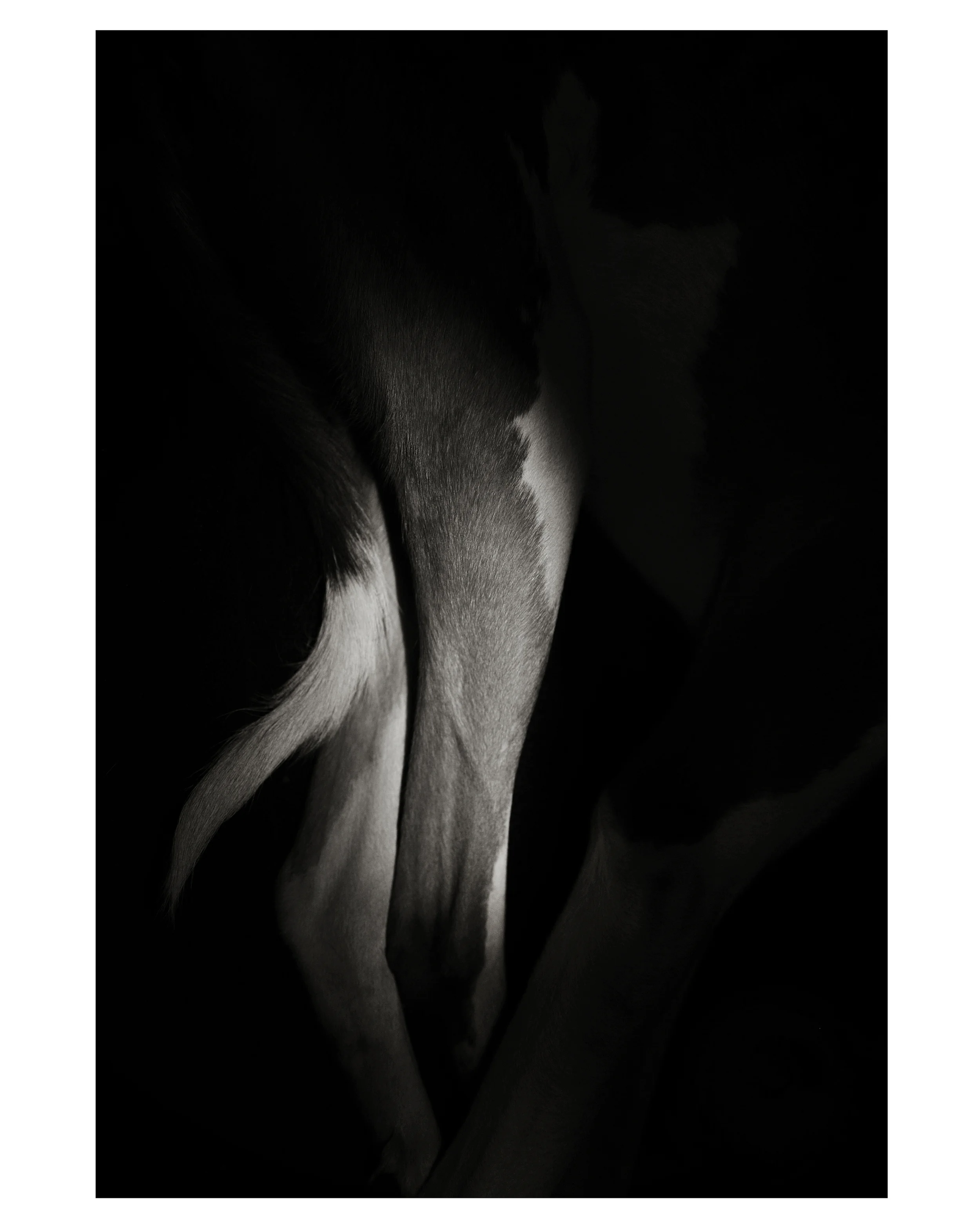 Tail