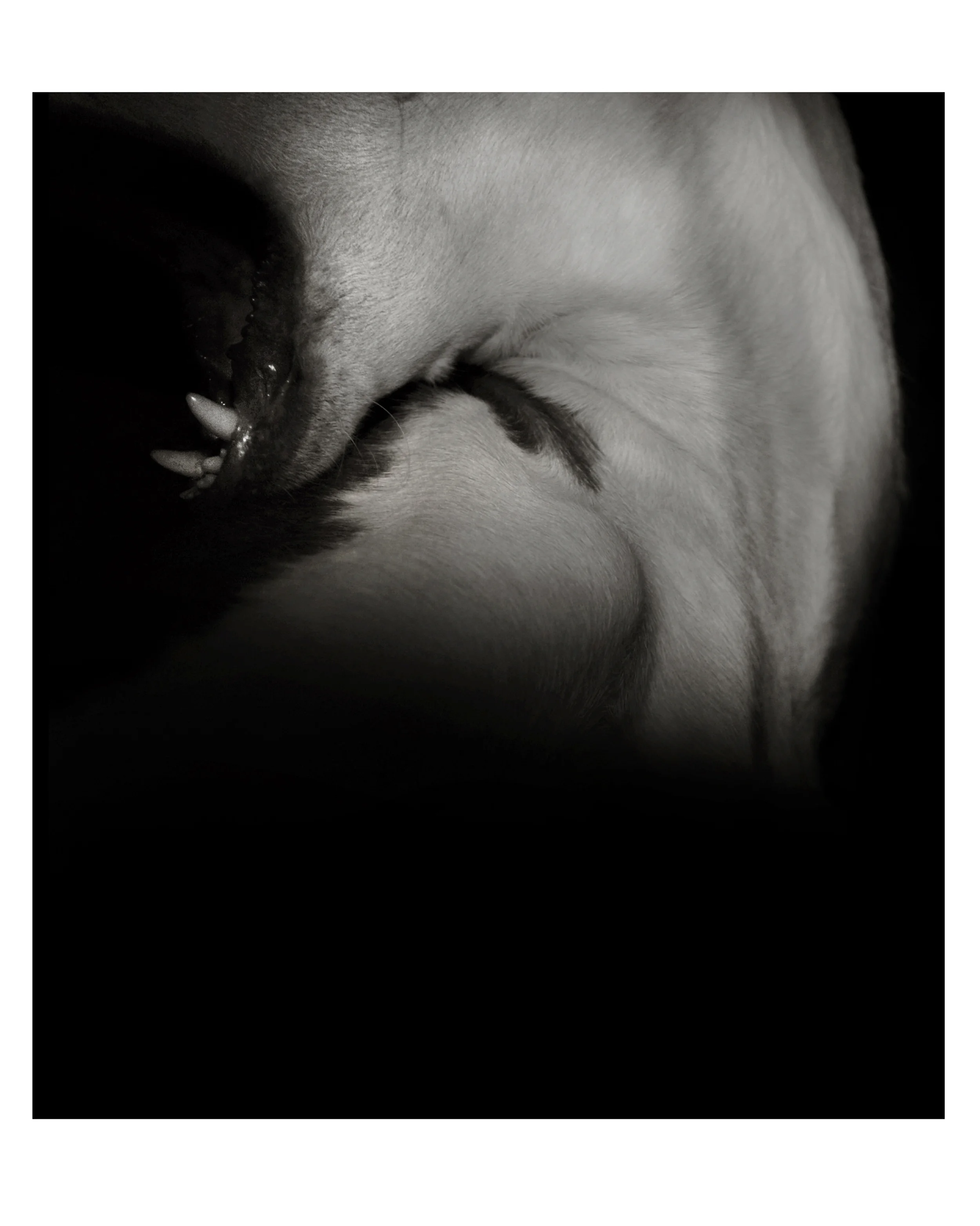 Jaws