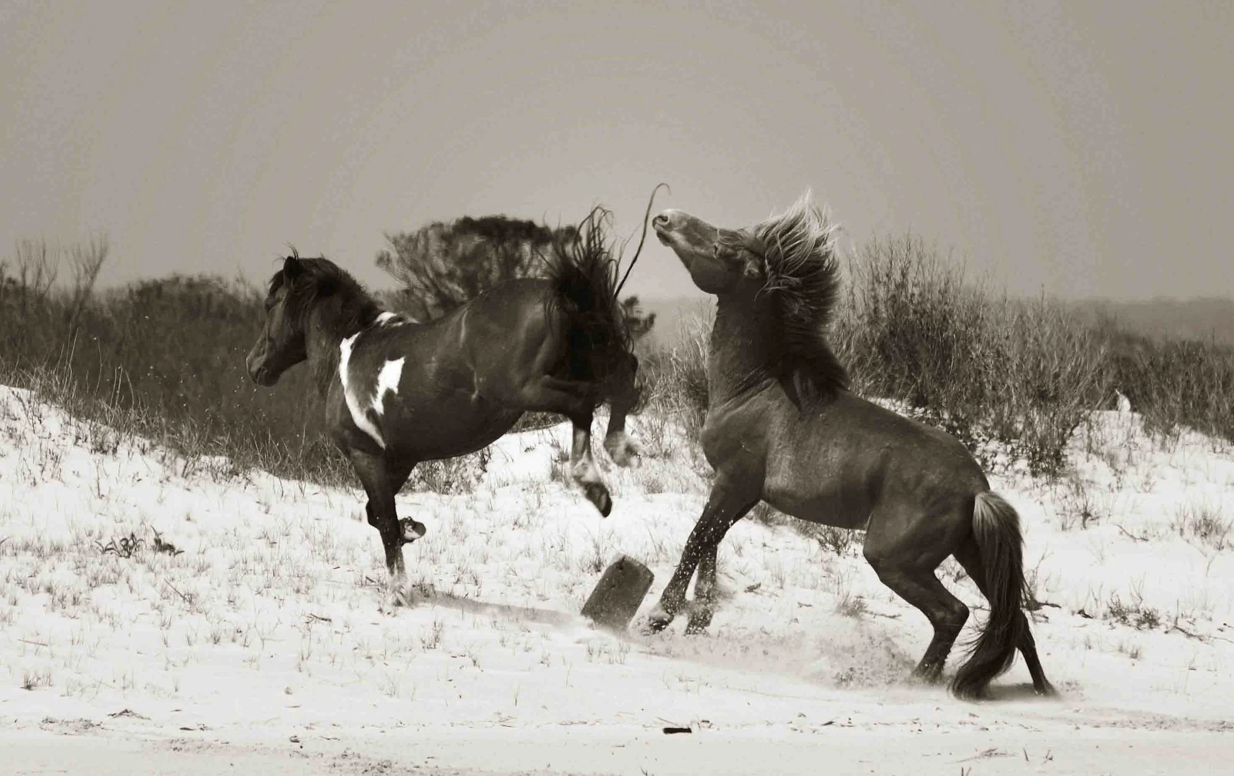 Stallion Wars, Assateaugue Island