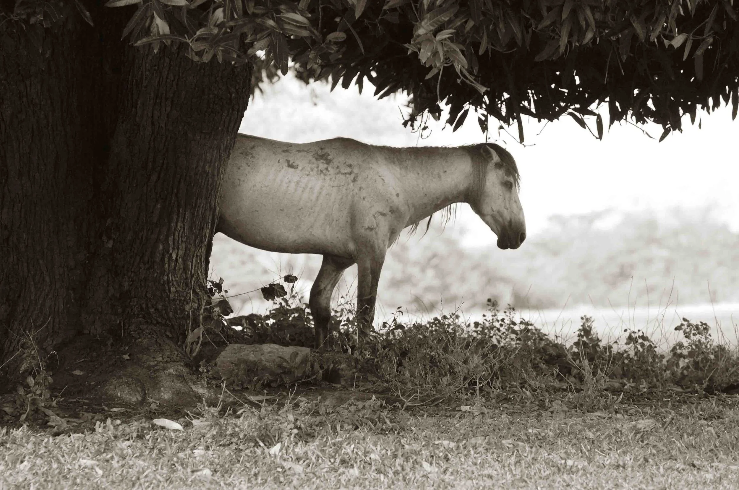 Old Mare, Vieques, Puerto Rico