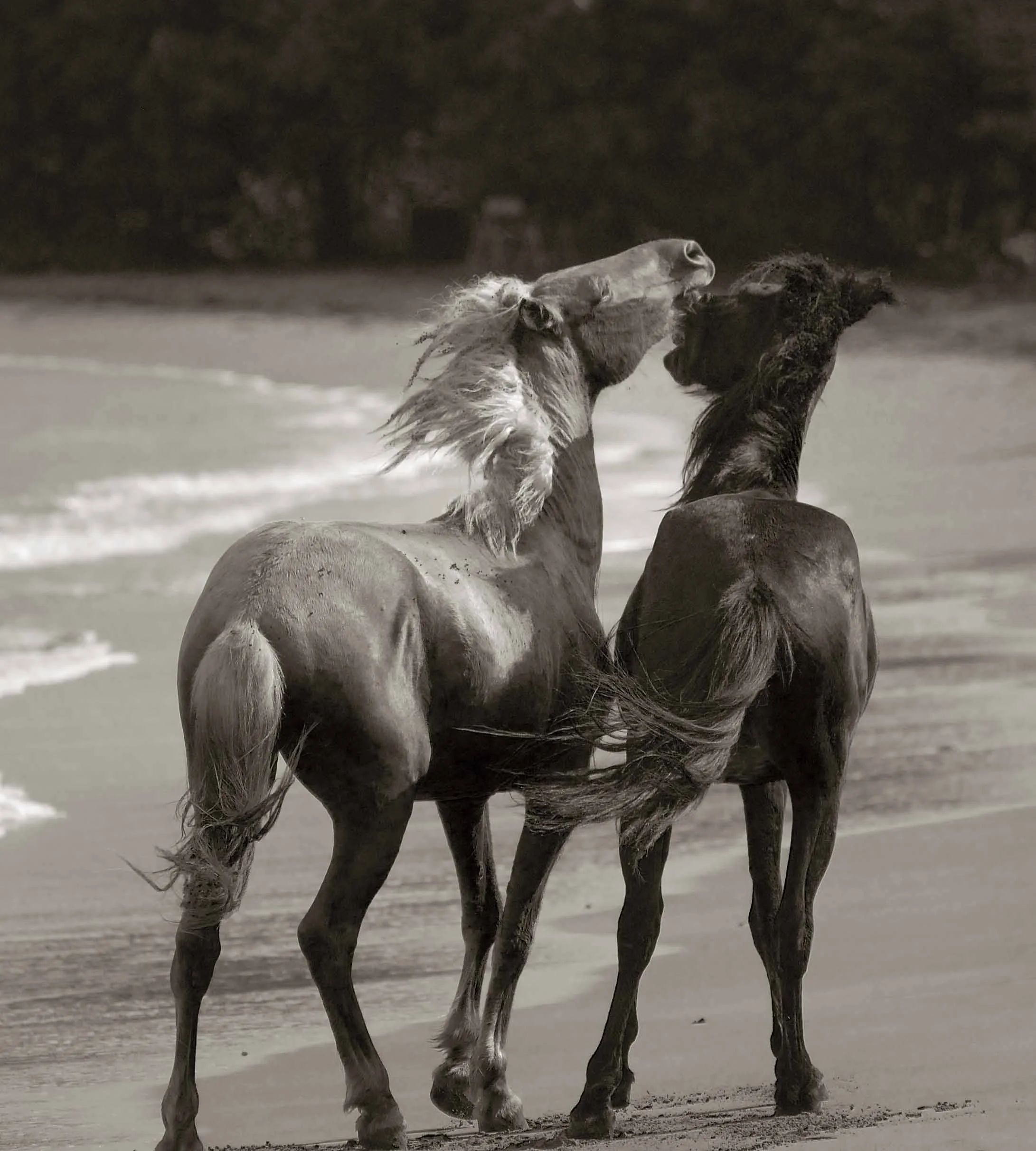 Vieques, Puerto Rico