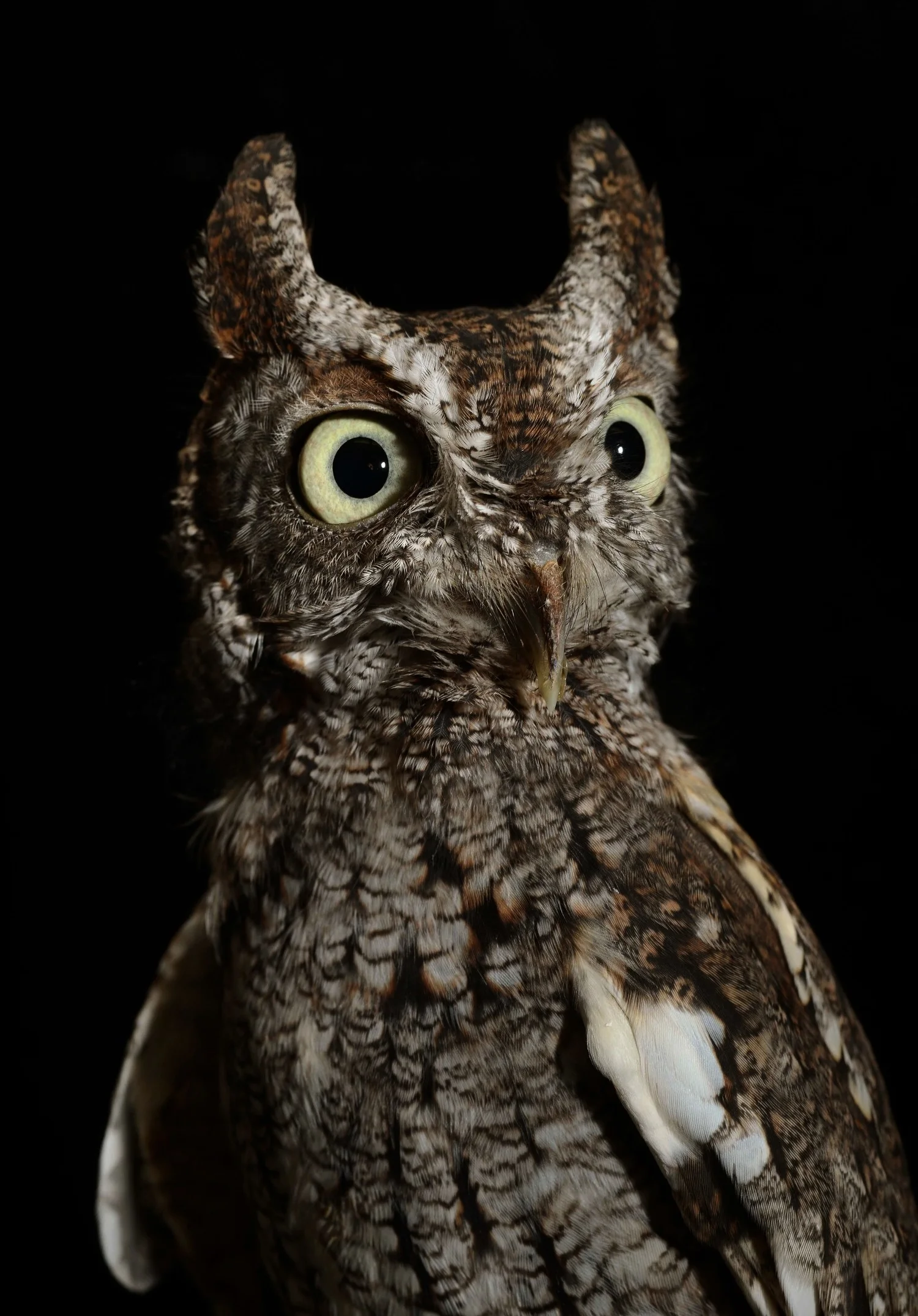 Screech Owl