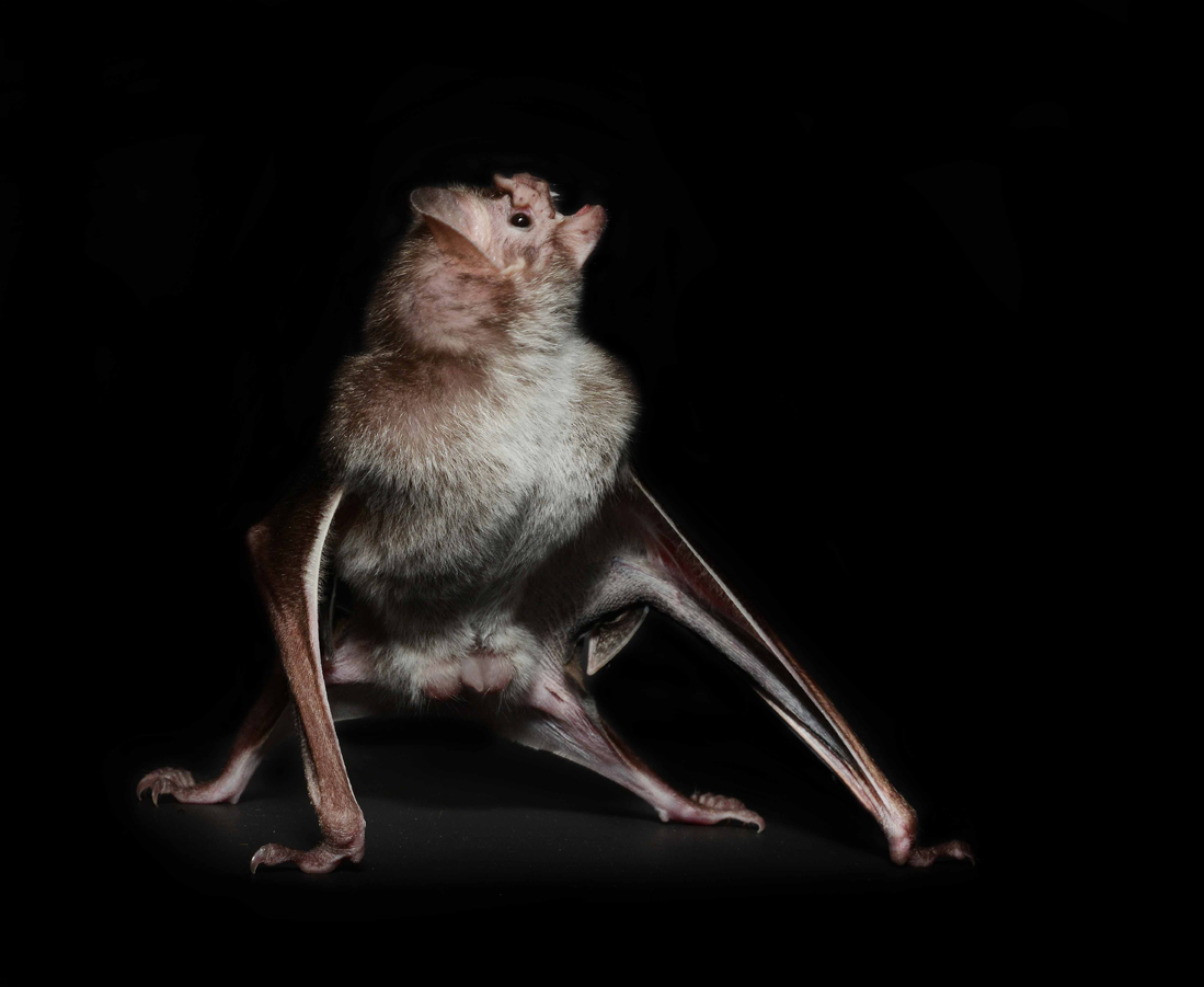 Vampire Bat