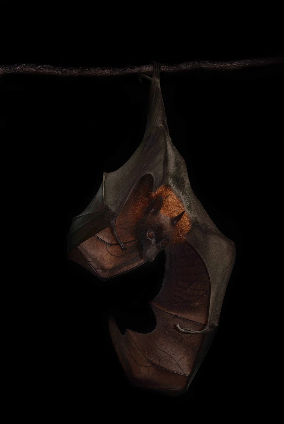 Indian Flying Fox