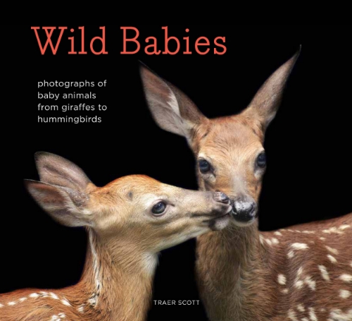 Bestselling author and photographer Traer Scott captures the magic and wonder of a young animal's first weeks of life in this heartwarming collection of photographs. Featuring portraits of more than 30 baby animals, Wild Babies provides a glimpse into the rarely seen world of newborn creatures. From rambunctious little kangaroos and fluffy fox cubs to a wide-eyed elephant seal pup and a tiny painted turtle, these playful images are paired with engaging text that highlights the remarkable moments in wild infants' first days as they learn to eat, walk, swim, and fly. Animal lovers will delight in these close-up shots and fun trivia celebrating the unique personalities of irresistibly cute creatures navigating their way out into the world for the very first time. Chronicle Books, August 2, 2016