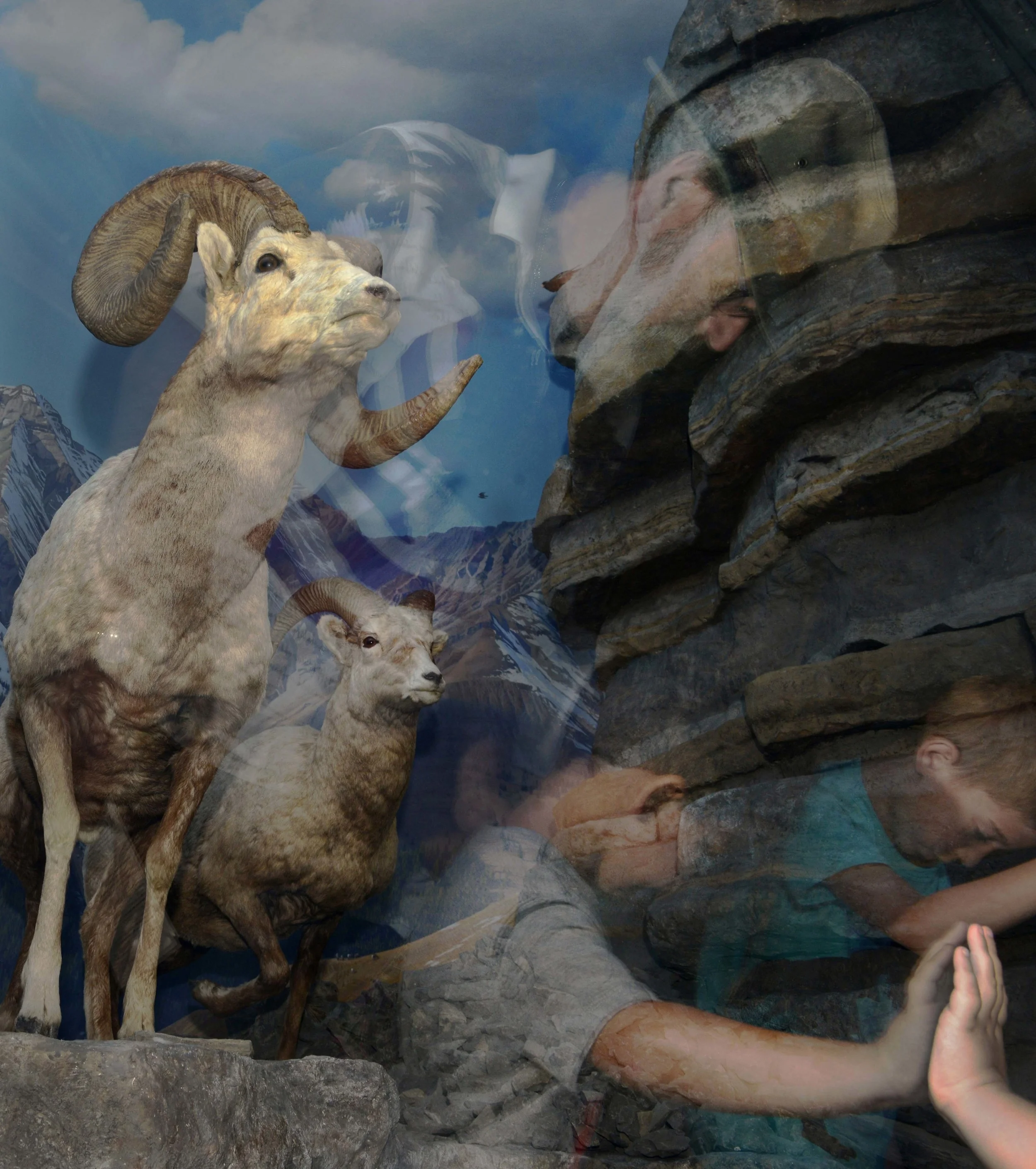 Bighorn Sheep