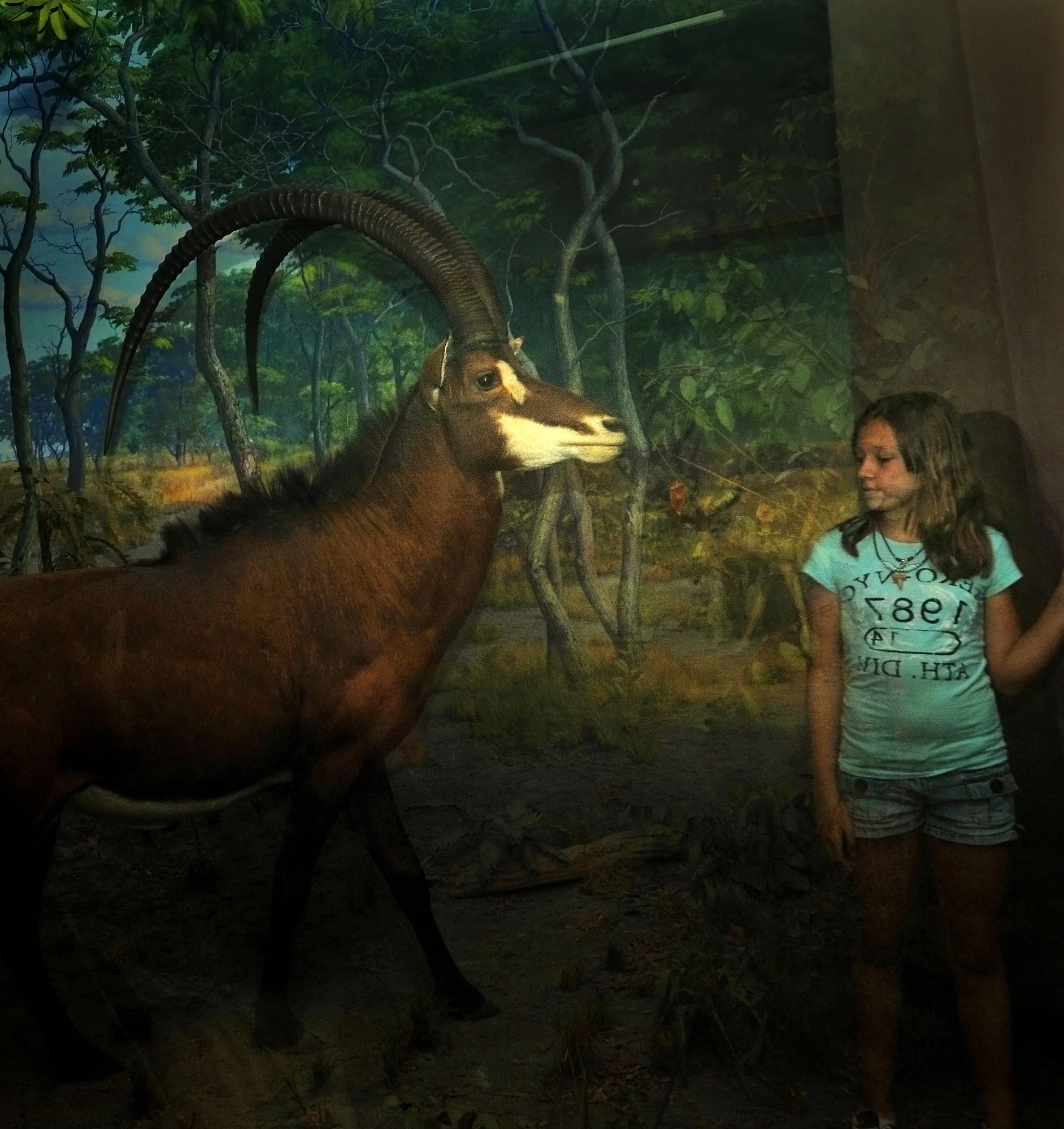 Sable Antelope
