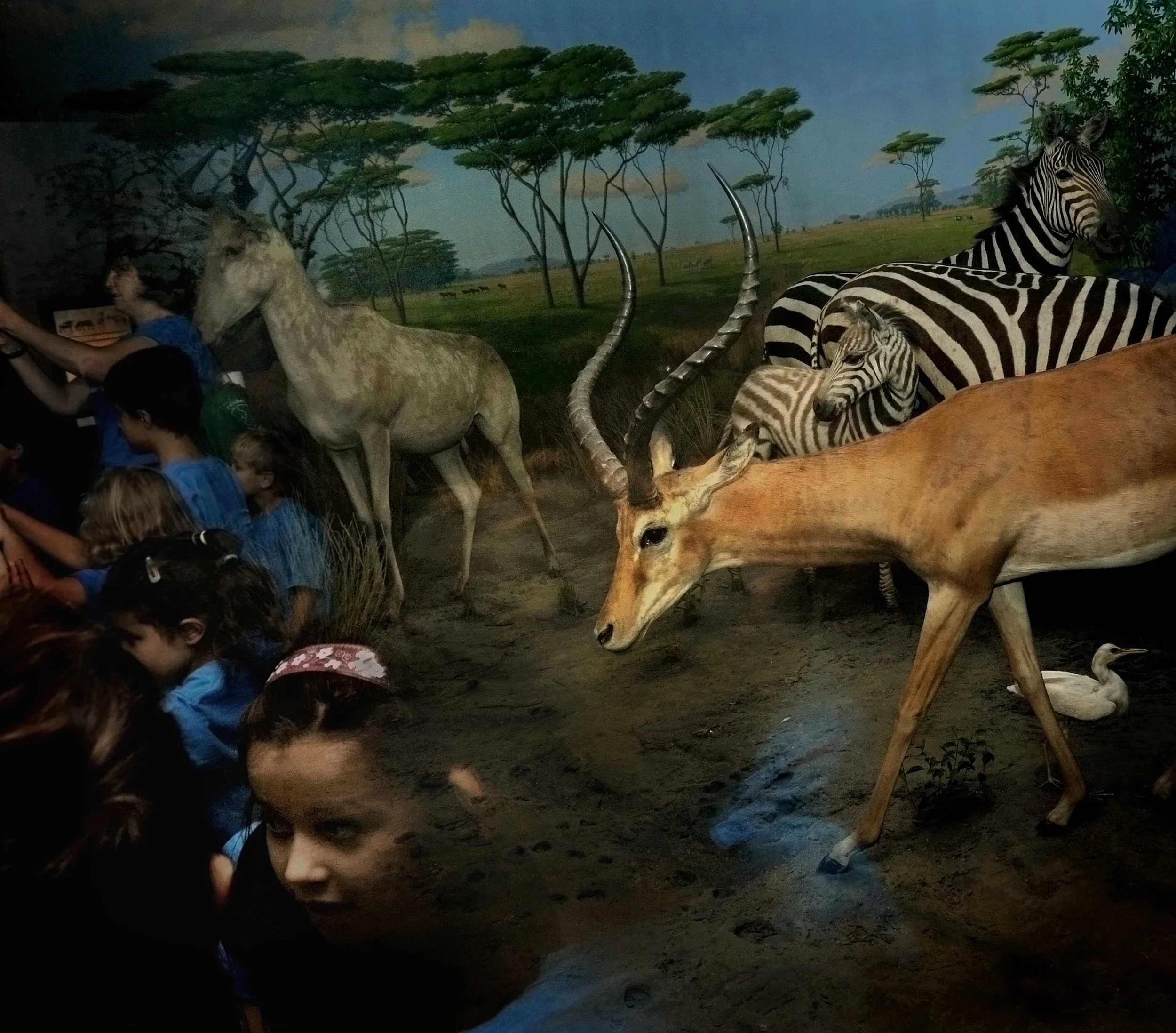 Safari
