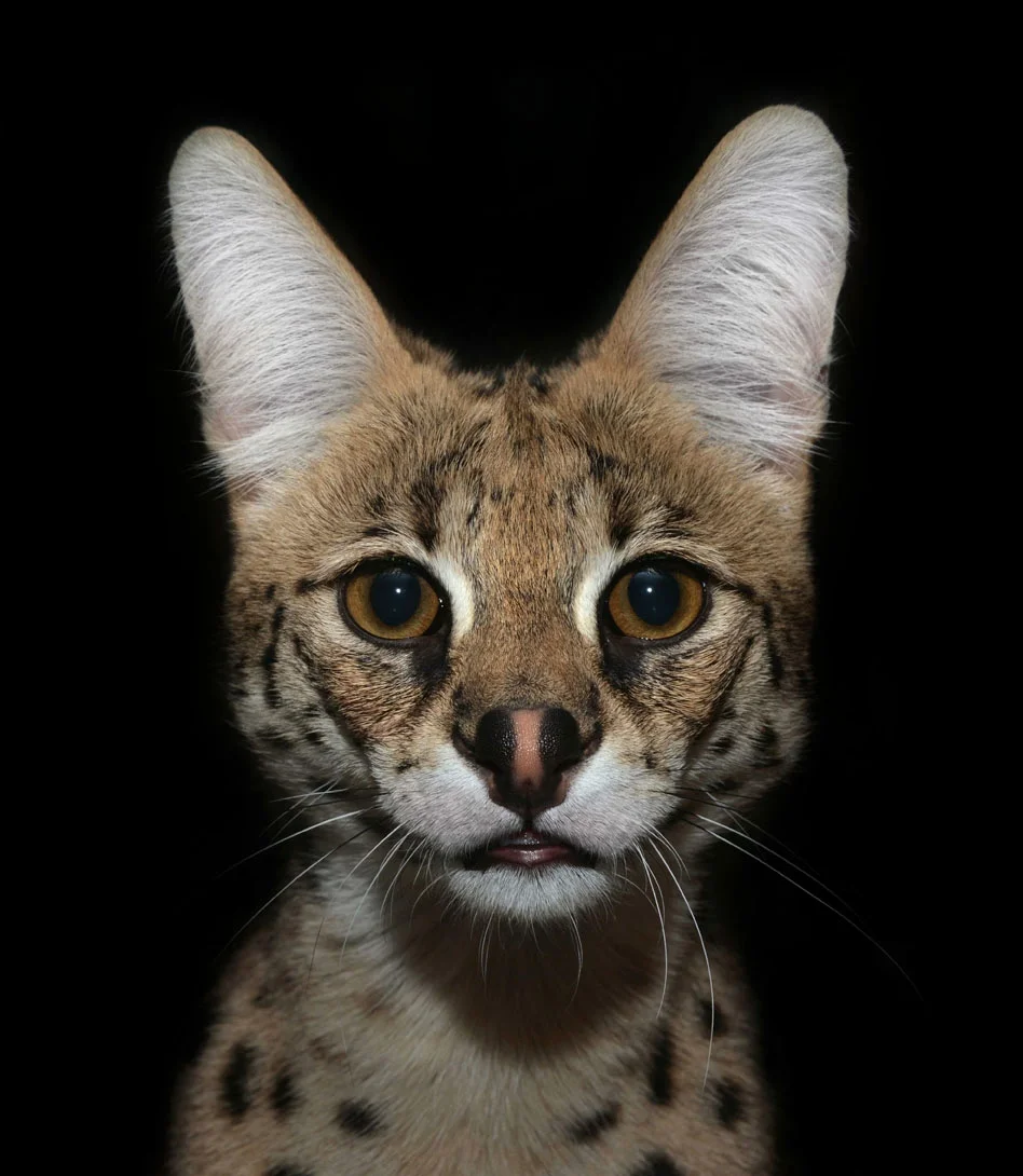 Serval