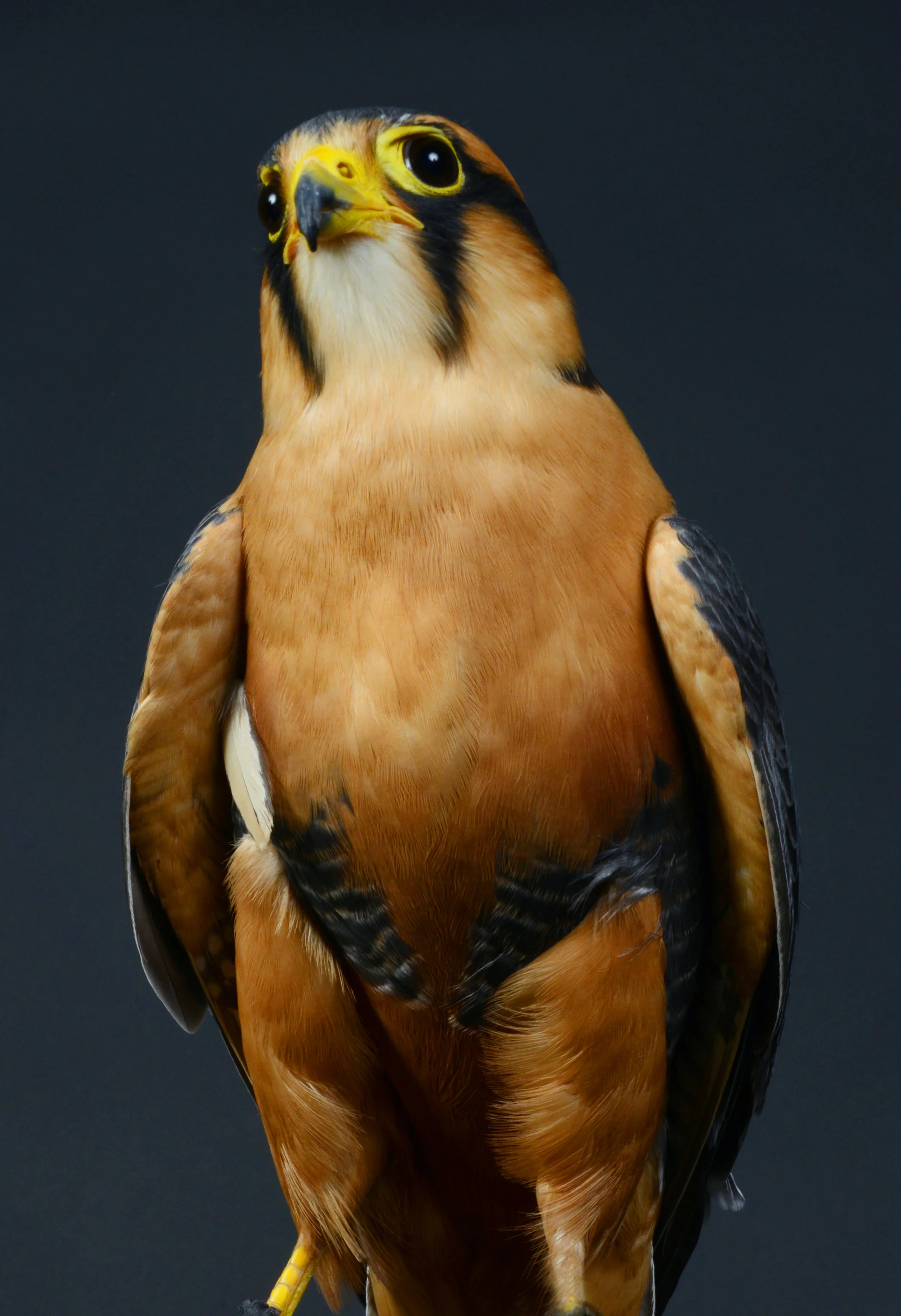 Aplomado Falcon 1.jpg