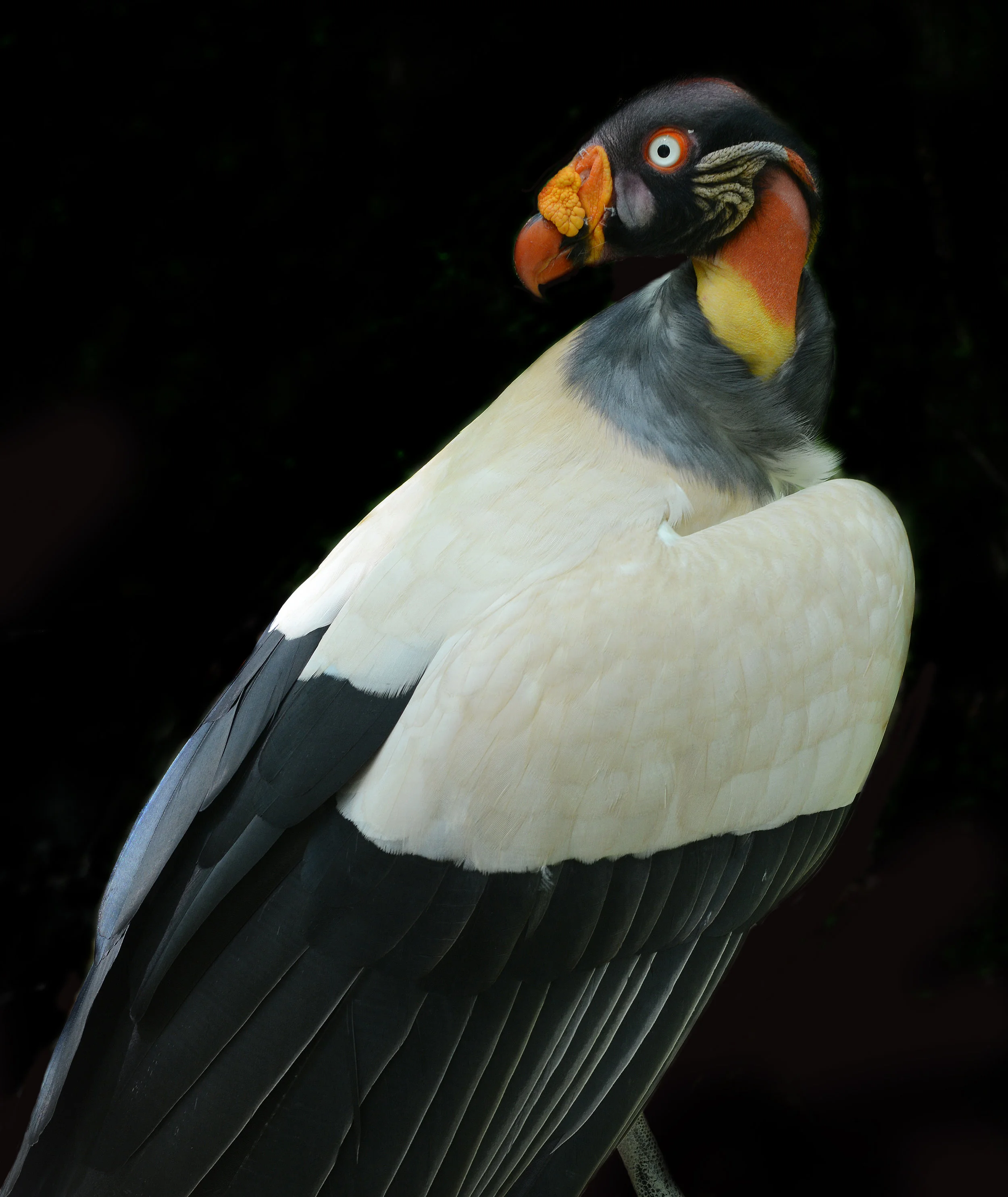 King Vulture.jpg