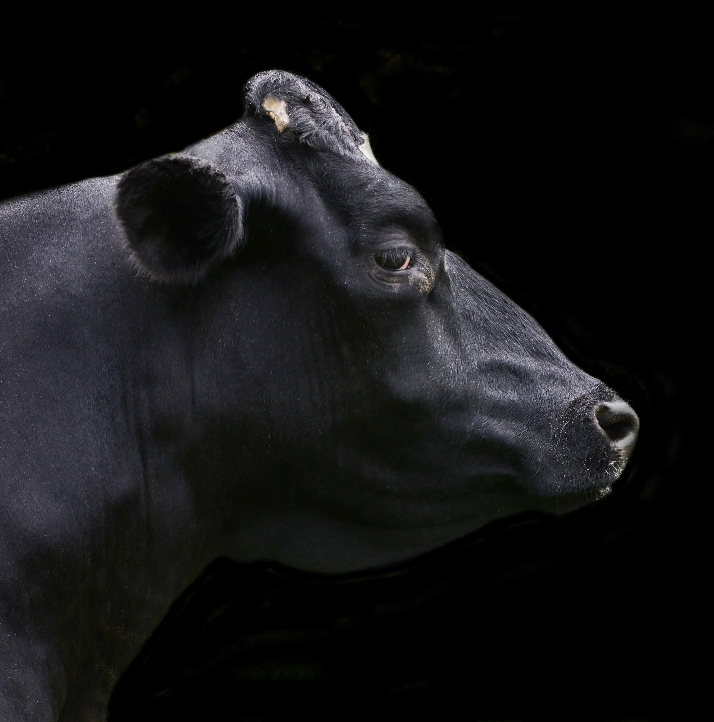 Cow 2.jpg