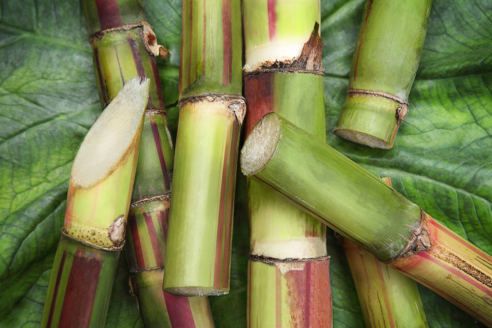 SugarCane.aft.jpg