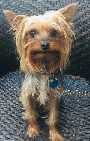 Minnie the Therapy Yorkie