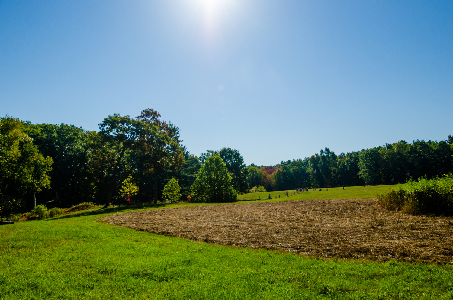 grassy field.jpg