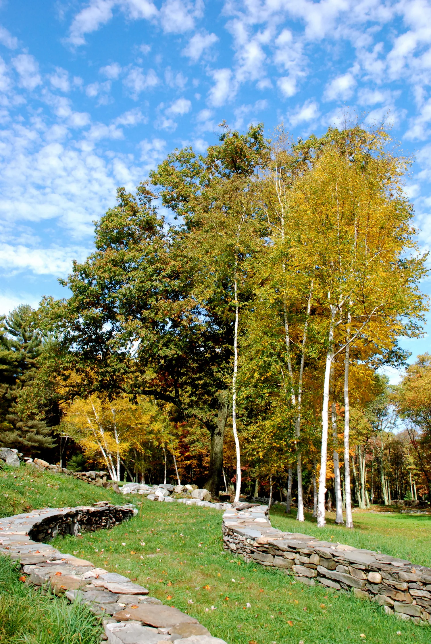 tall fall trees.JPG