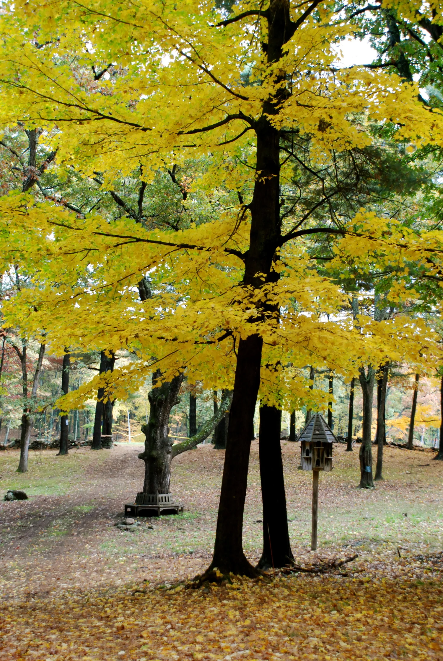 trees and bird feeder.JPG